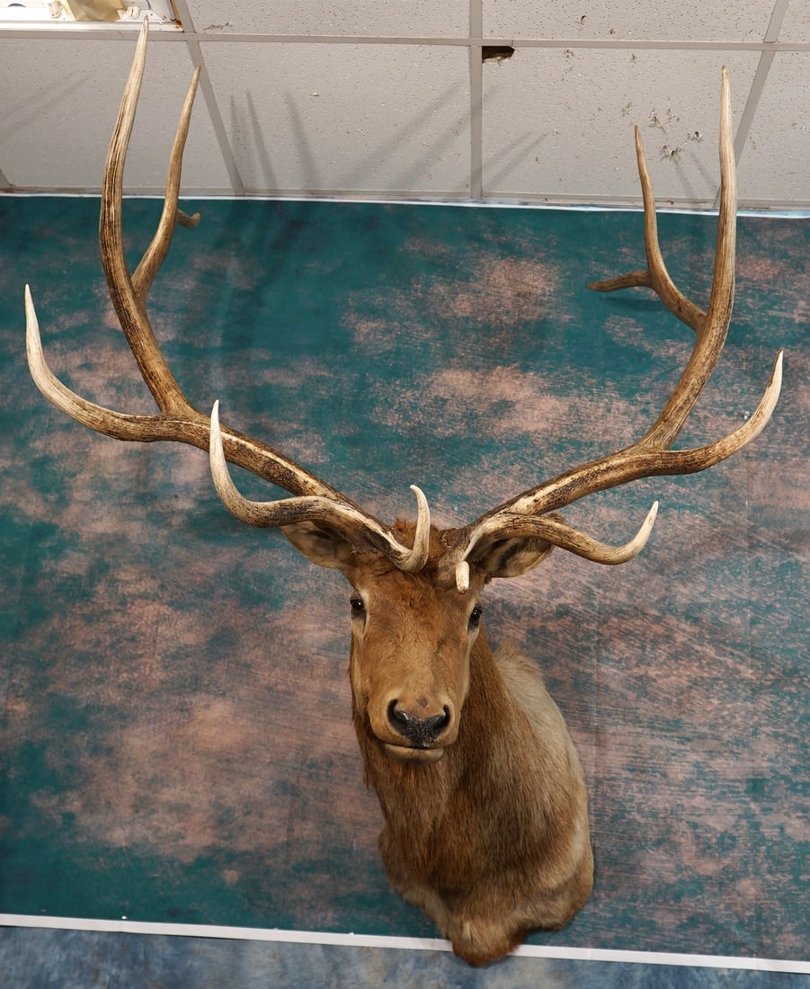 Rocky Mountain 6 x 6 Elk Shoulder Taxidermy Mount: This mount is clean and it is in excellent condition. This is a large trophy Class Bull. The mount is very lifelike, with very good expression. The quality of the taxidermy is excellent, and this Elk 