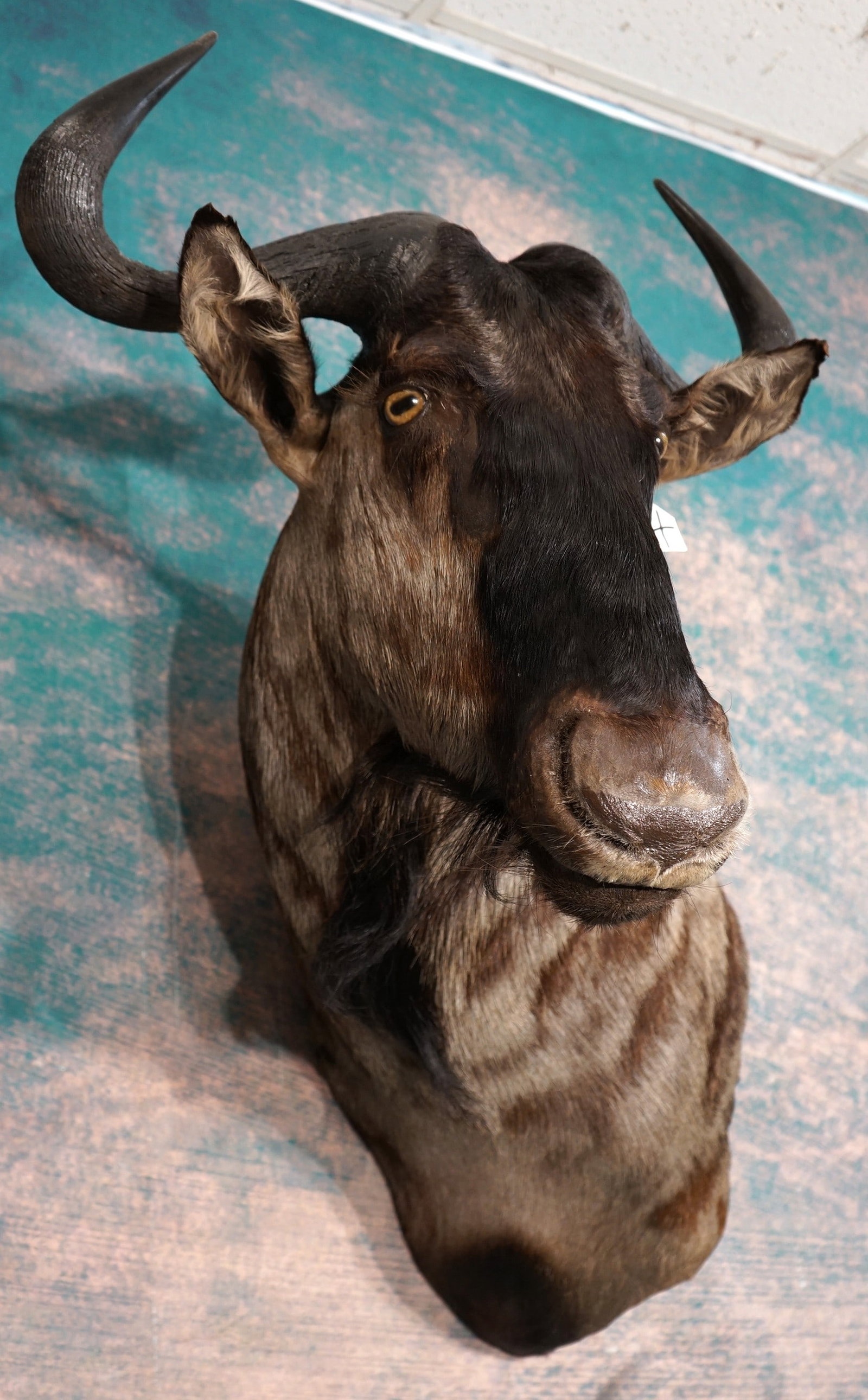 African Blue Wildebeest Offset Shoulder Taxidermy Mount: This mount is clean and in mint condition. This is a mature Bull with a beautiful cape. This taxidermy quality is outstanding, and this Wildebeest grades a perfect 10.