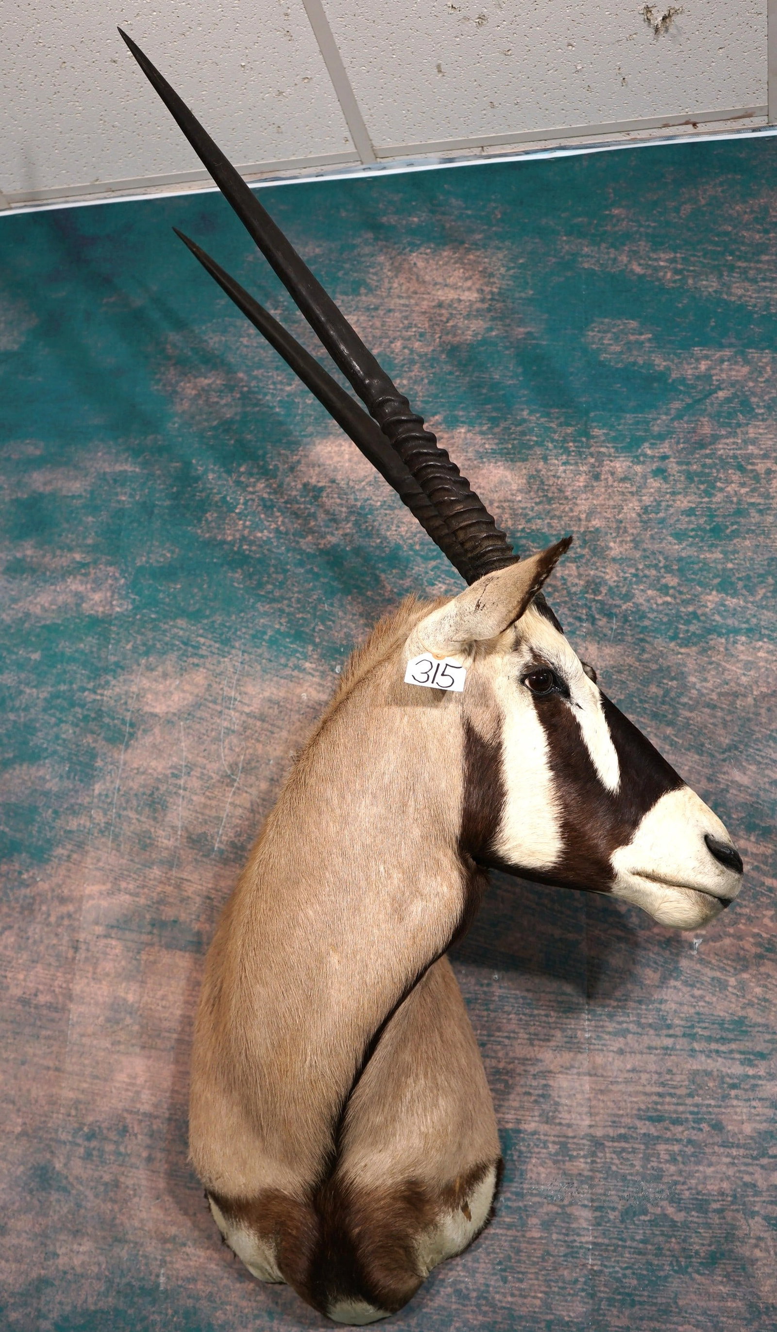 African Kalahari Gemsbuck Shoulder Taxidermy Mount: This is a very handsome mount that is clean, and in mint-like condition. The mount is very lifelike with outstanding quality taxidermy. This mature Bull Gemsbuck grades a solid 10.