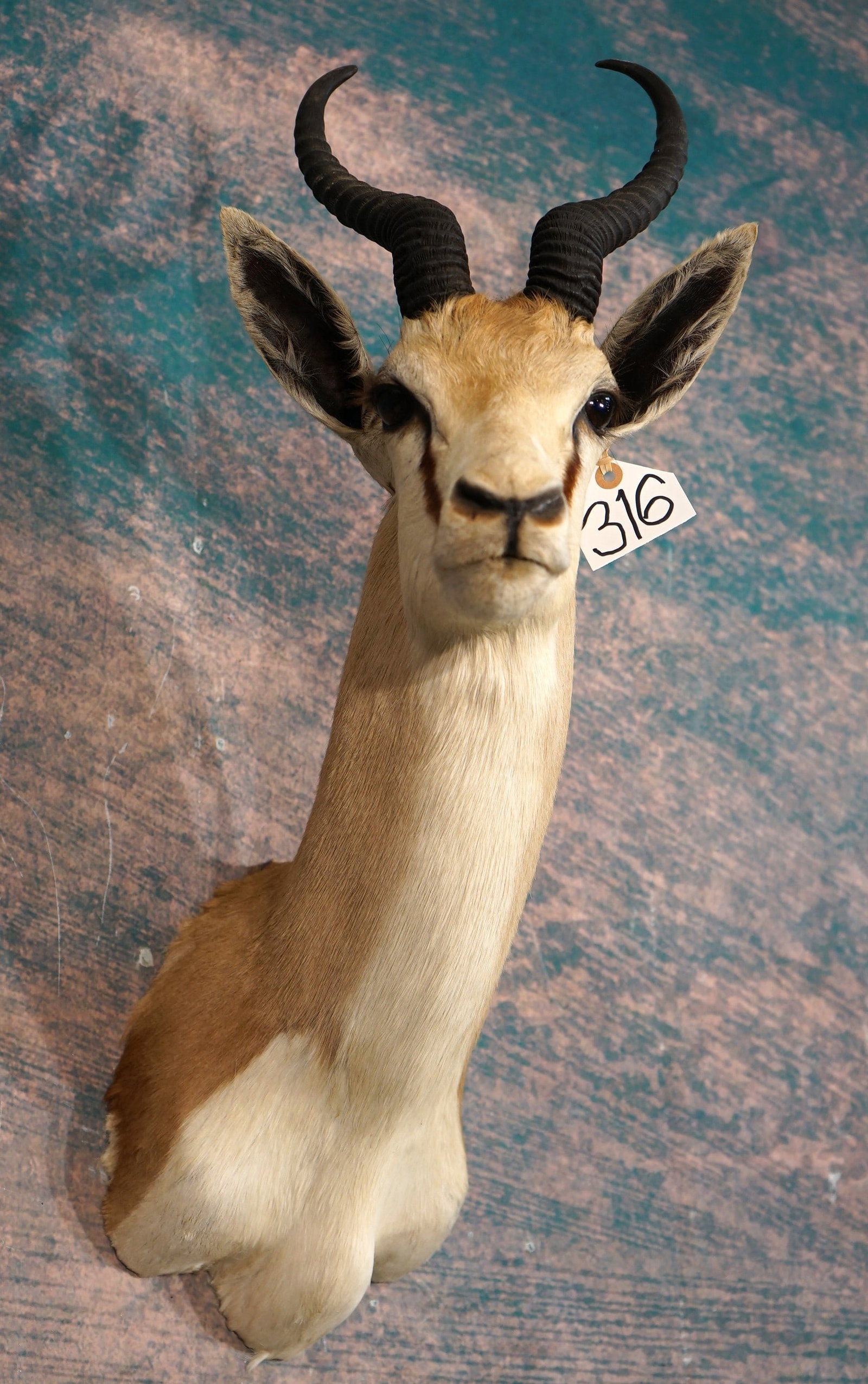 South African Common Springbuck Gazelle Shoulder Taxidermy Mount: This mount is clean and in excellent condition. The Springbuck has very good expression and lifelike taxidermy quality. This mount grades a very high 9.5.