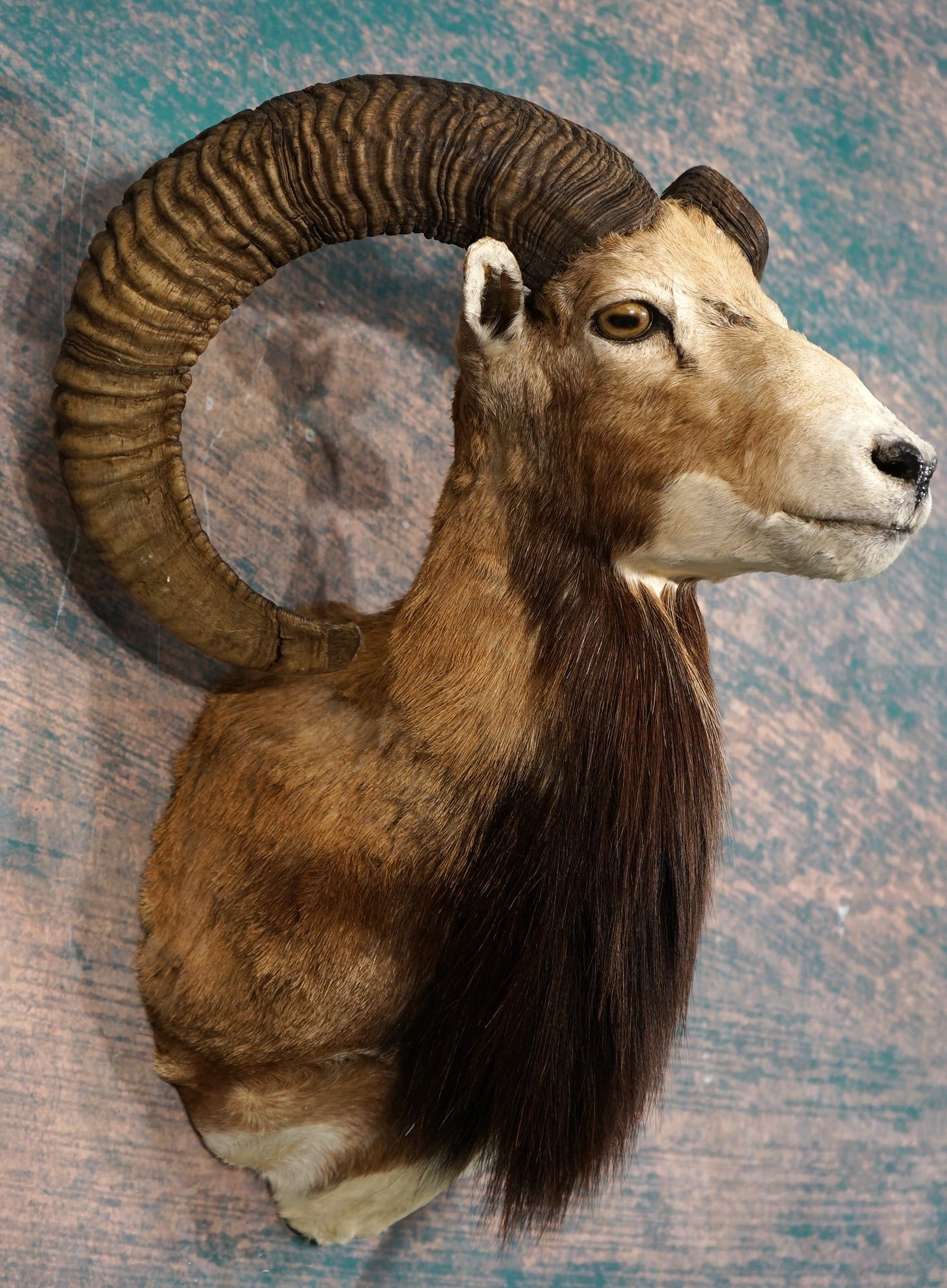 Iranian Red Sheep Shoulder Taxidermy Mount: This mount is clean and it is in mint condition. The mount is lifelike, and this big Ram has a very good set of horns. The quality of the taxidermy is outstanding, and this mount grades a perfect 10.