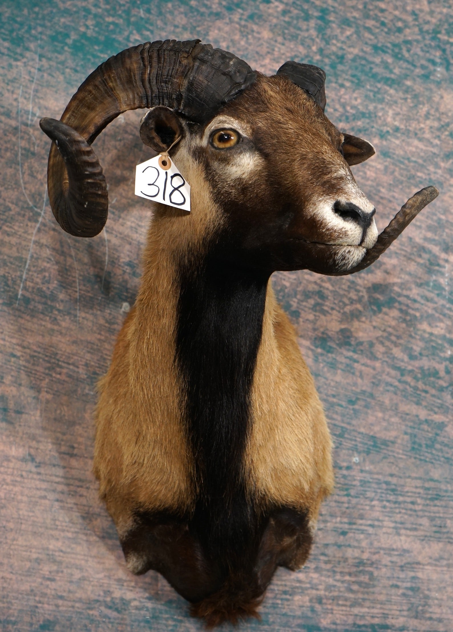 Corsican Sheep Shoulder Taxidermy Ram Mount (1 of 3)