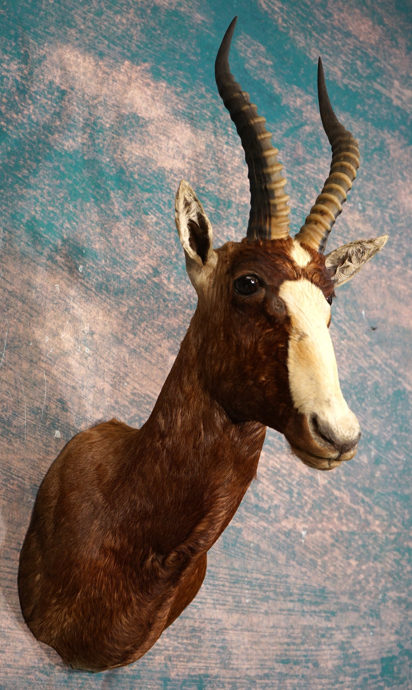 African Blesbuck Antelope Shoulder Taxidermy Mount: This is a clean mount that is in excellent condition. This is a large mature Buck. The mount has a good alert looking expression. The taxidermy quality is excellent, and this mount grades a very good 