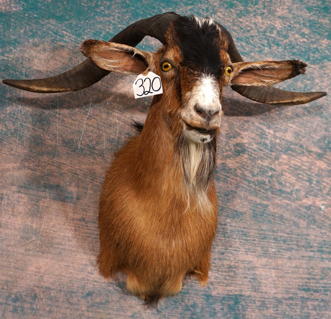 Beautiful Catalina Goat Shoulder Taxidermy Mount: This mount is clean, attractive, and in excellent condition. The Goat is lifelike, with a good natural appearance. This Billy has a very pretty cinnamon colored cape. The taxidermy quality is excellen