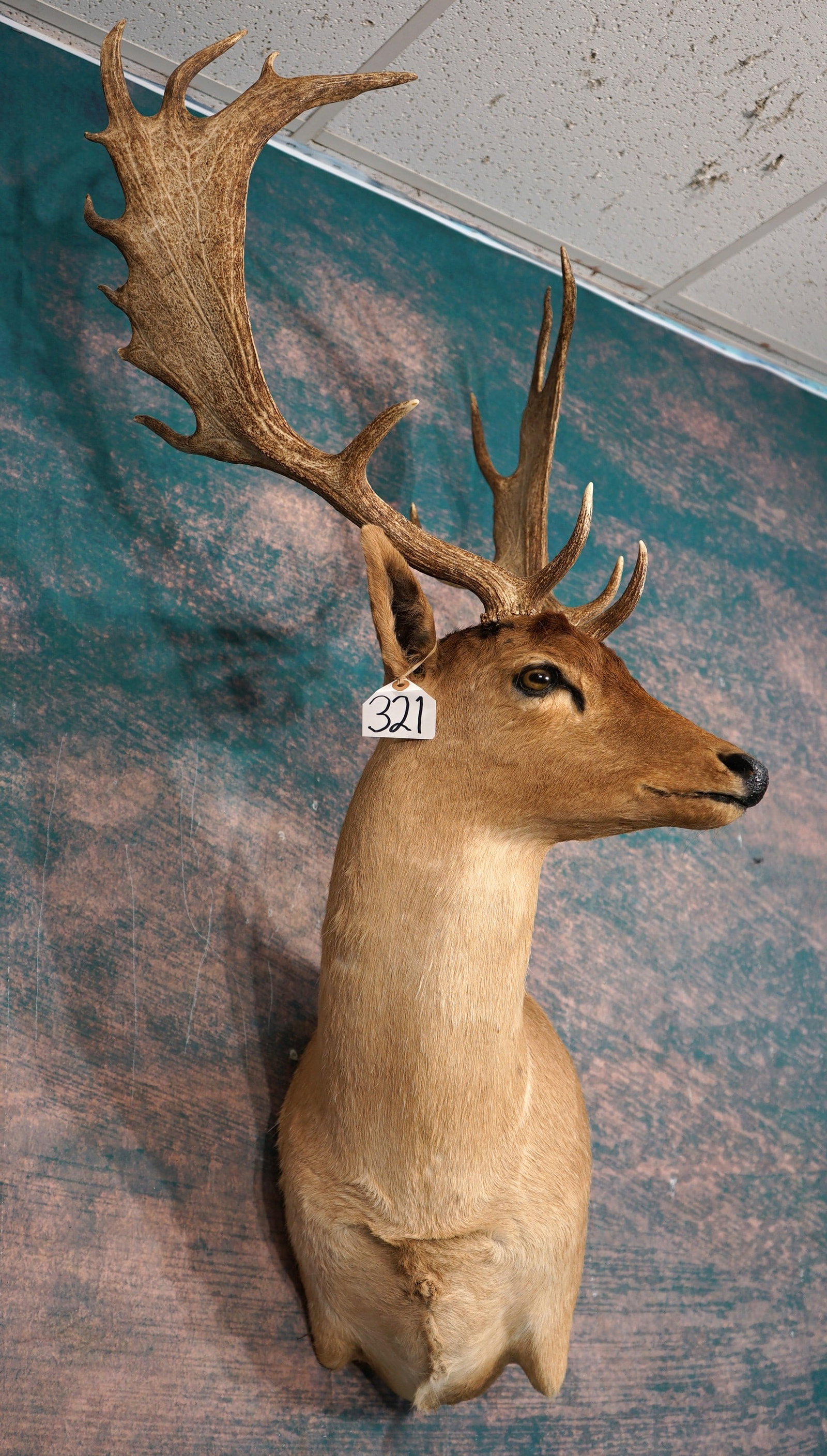 Pretty Chocolate Colored Fallow Deer Shoulder Taxidermy Mount: This mount is clean and in excellent condition. This is a mature Buck with a good set of antlers. The mount has good posture. The taxidermy quality is above average, and this Fallow Deer grades a good