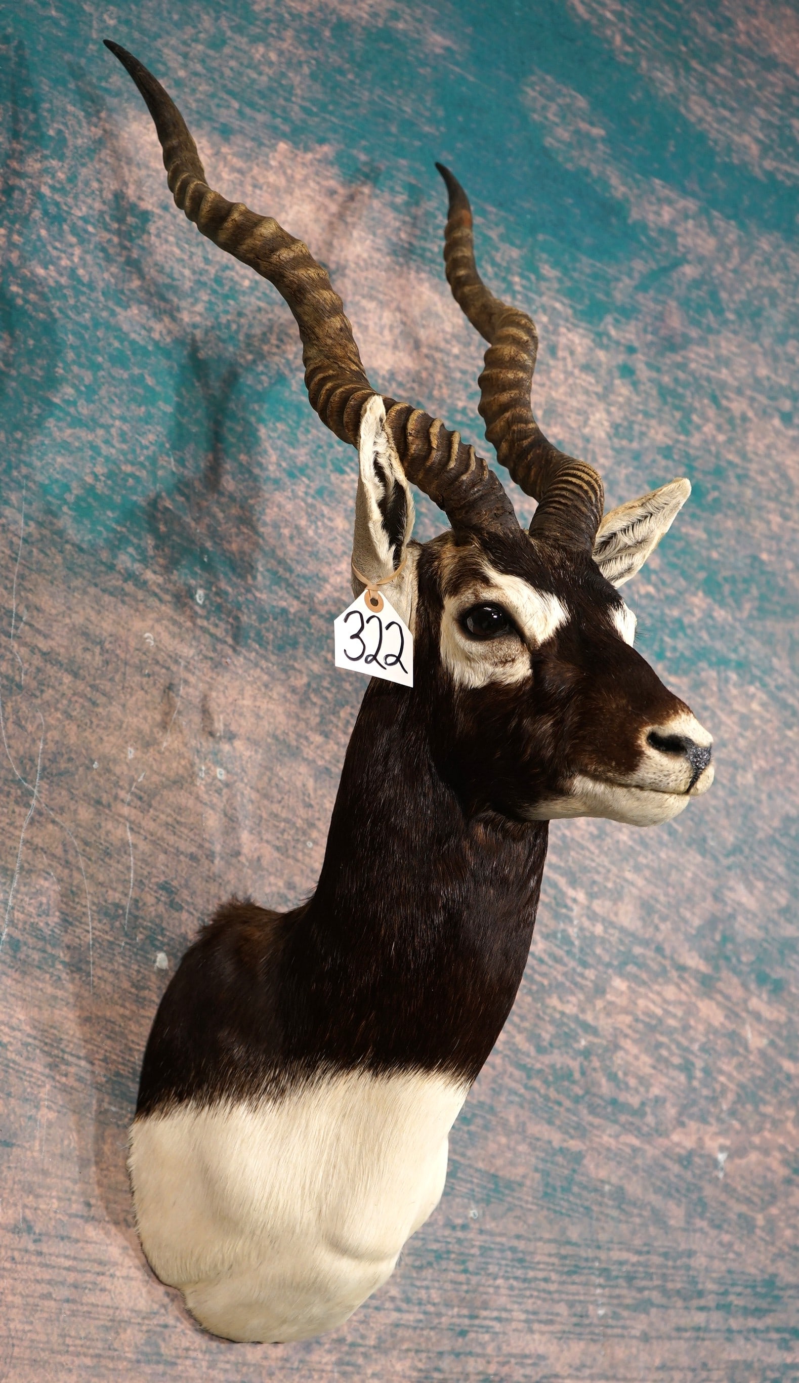 Beautiful Blackbuck Antelope Shoulder Taxidermy Mount: This mount is very attractive, clean, and in mint-like condition. The Blackbuck has a solid lifelike appearance, with good expression. The horns are better than average size and the taxidermy quality 