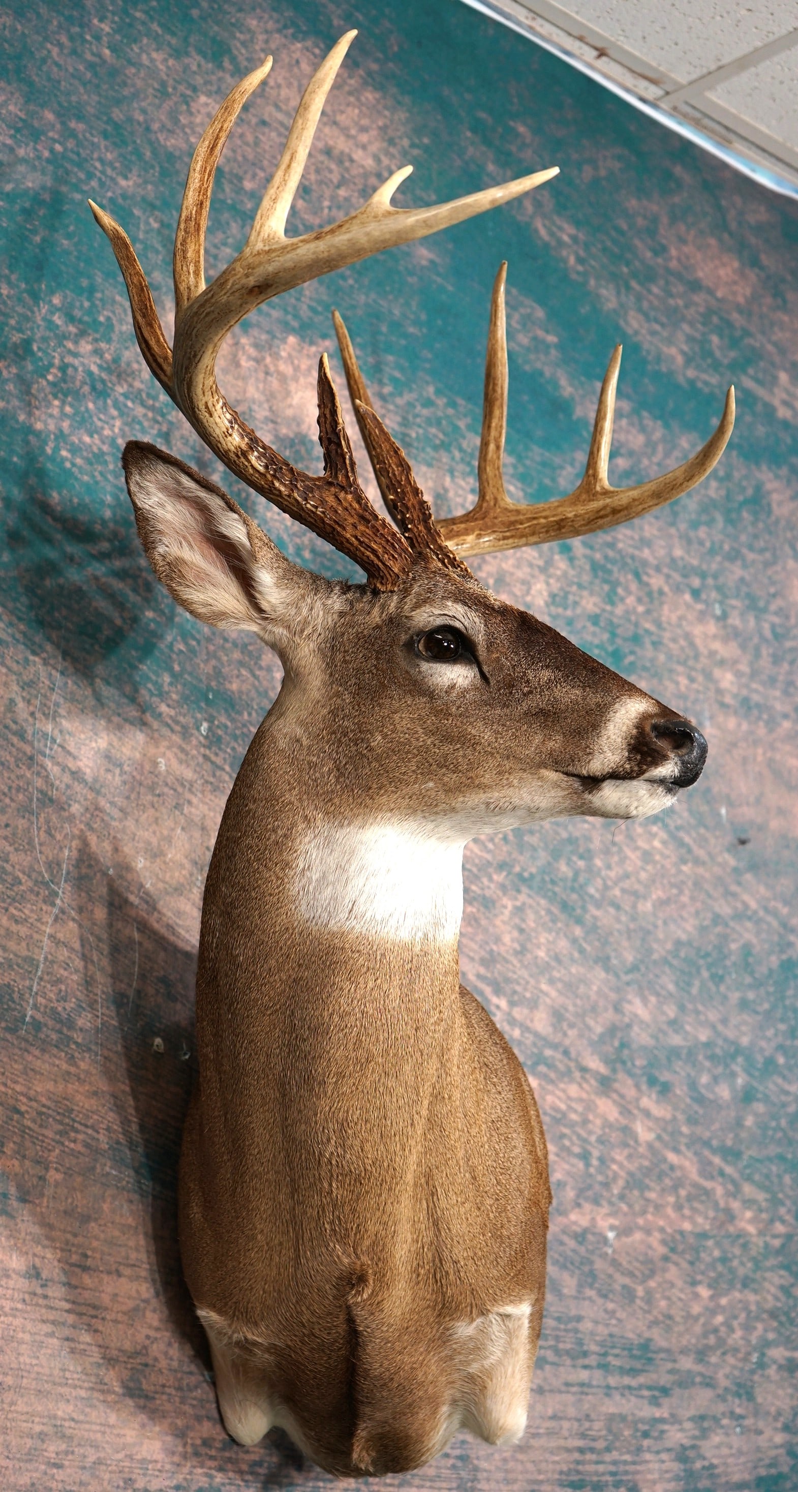 11pt. Texas Whitetail Deer Shoulder Taxidermy Mount: This mount is clean and in mint-like condition. This mature North Texas Buck has an alert expression, with a solid lifelike appearance. The quality of the taxidermy is outstanding, and this Buck grade