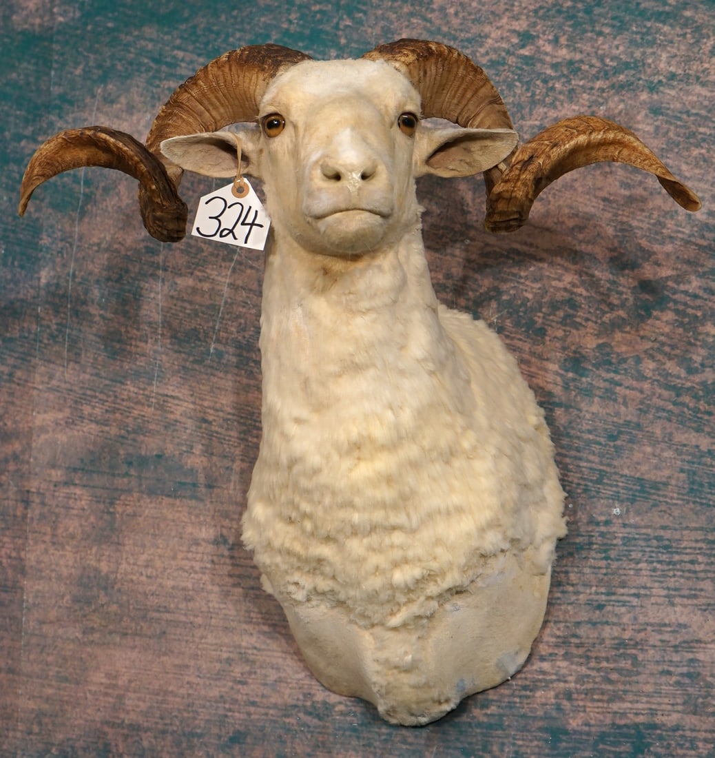 Pretty Merino Sheep Shoulder Taxidermy Ram Mount: This mount is clean and in excellent condition. The Ram has a good natural appearance, and a good size set of horns. The quality of the taxidermy on a 1 to 10 scale, grades a high 9.35.