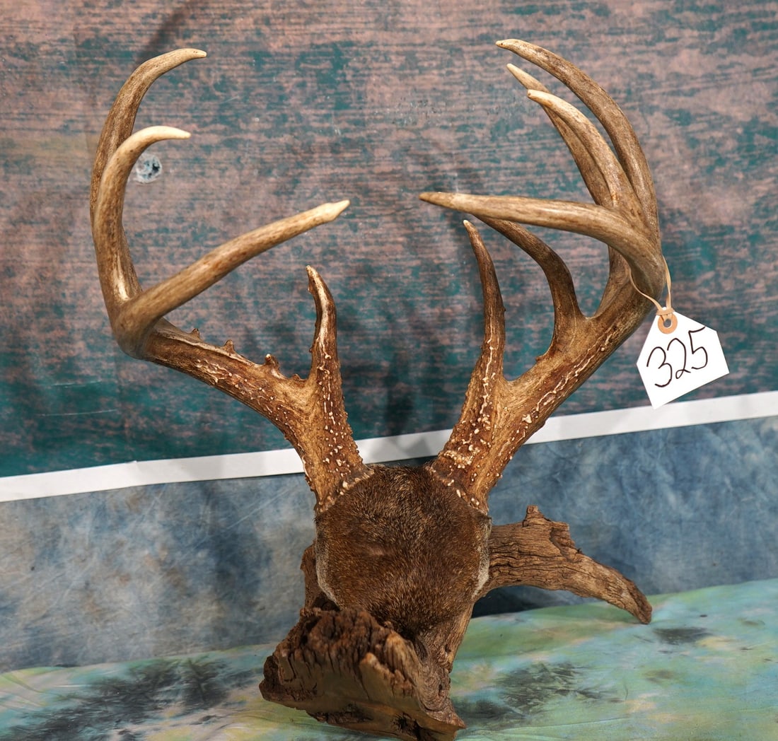 11pt. Whitetail Deer Antlers on Mounted Tanned Scalp Taxidermy: This antlers is in excellent condition.