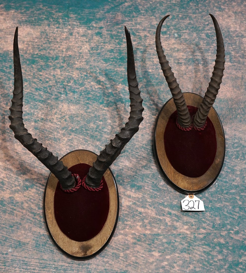 Very Nice Pair of African Antelope Horns on Panels Taxidermy: Both of these horn mounts are in excellent condition. The larger one is a Southern Impala Ram and the other is a Soemmerring's Gazelle.