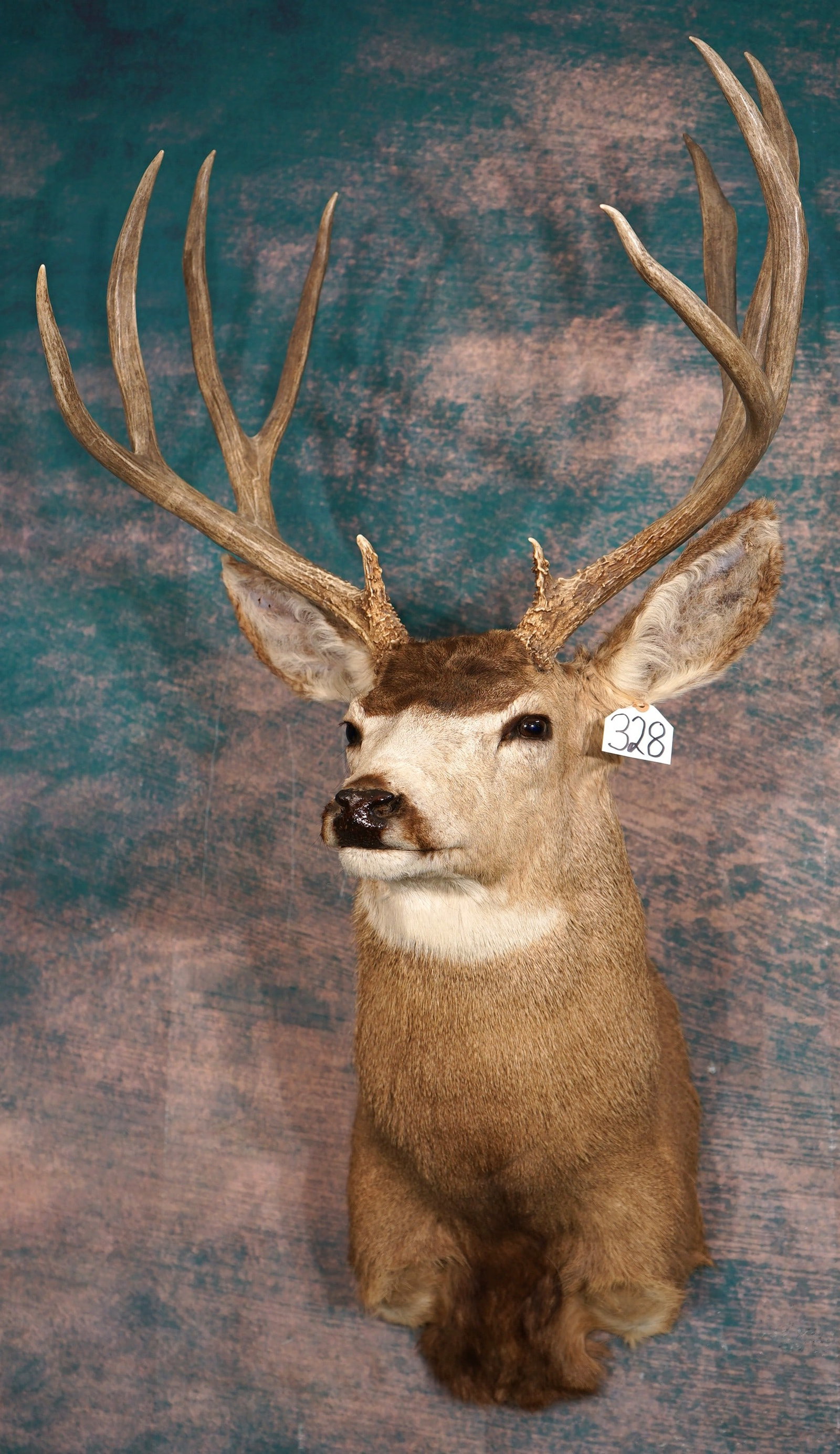 180+net B & C Awards Typical Mule Deer Shoulder Taxidermy Mount: This mount is clean and it is in very good condition. The mount is an older one, but it is still an eye-catcher. This big Buck is a really great trophy, and the taxidermy quality grades a very decent 