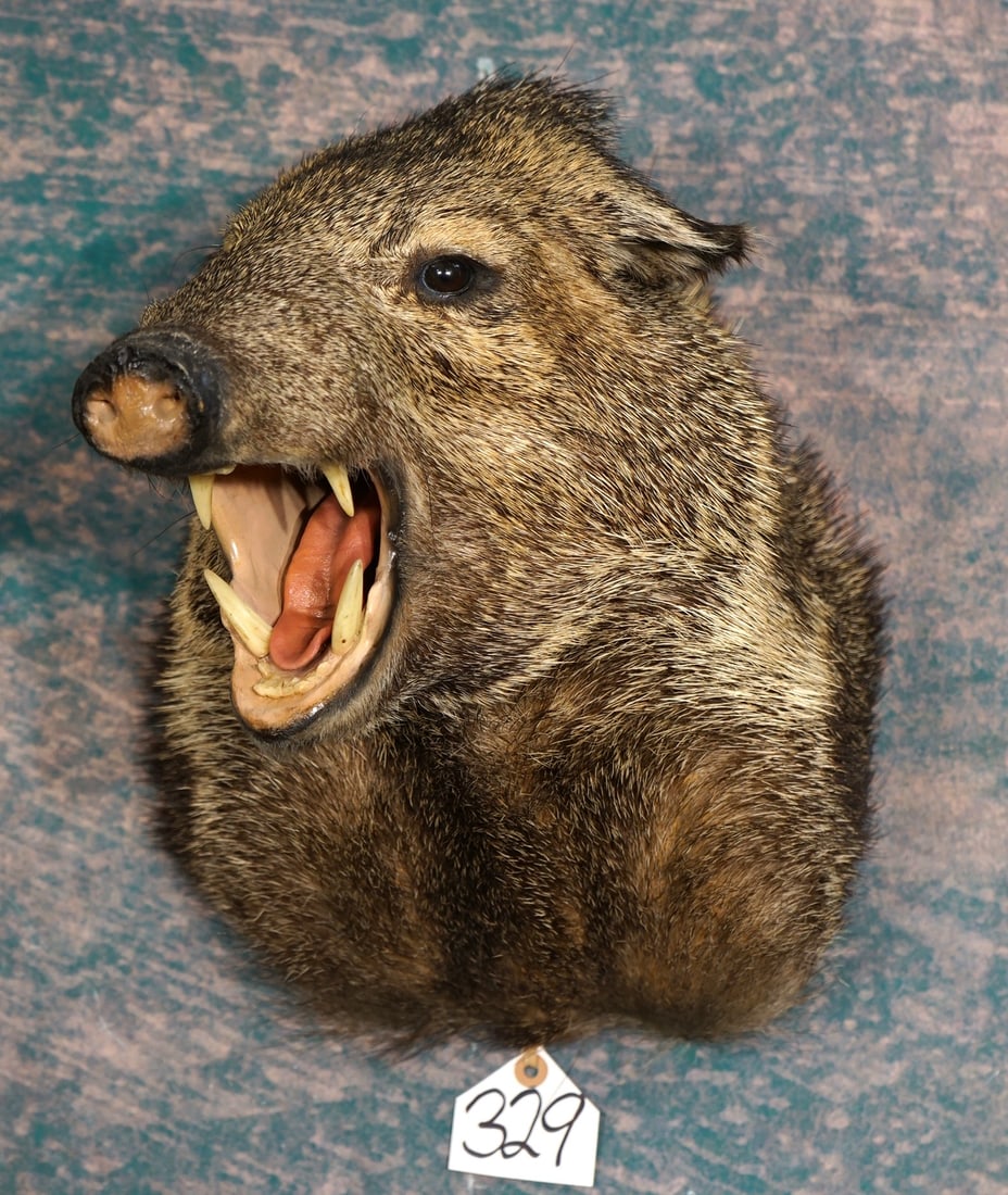 Good Quality Javelina Shoulder Taxidermy Mount: This mount is clean and in excellent condition. This mount has good expression, and is very natural and lifelike. The quality of the taxidermy is very nice grading a 9.25.