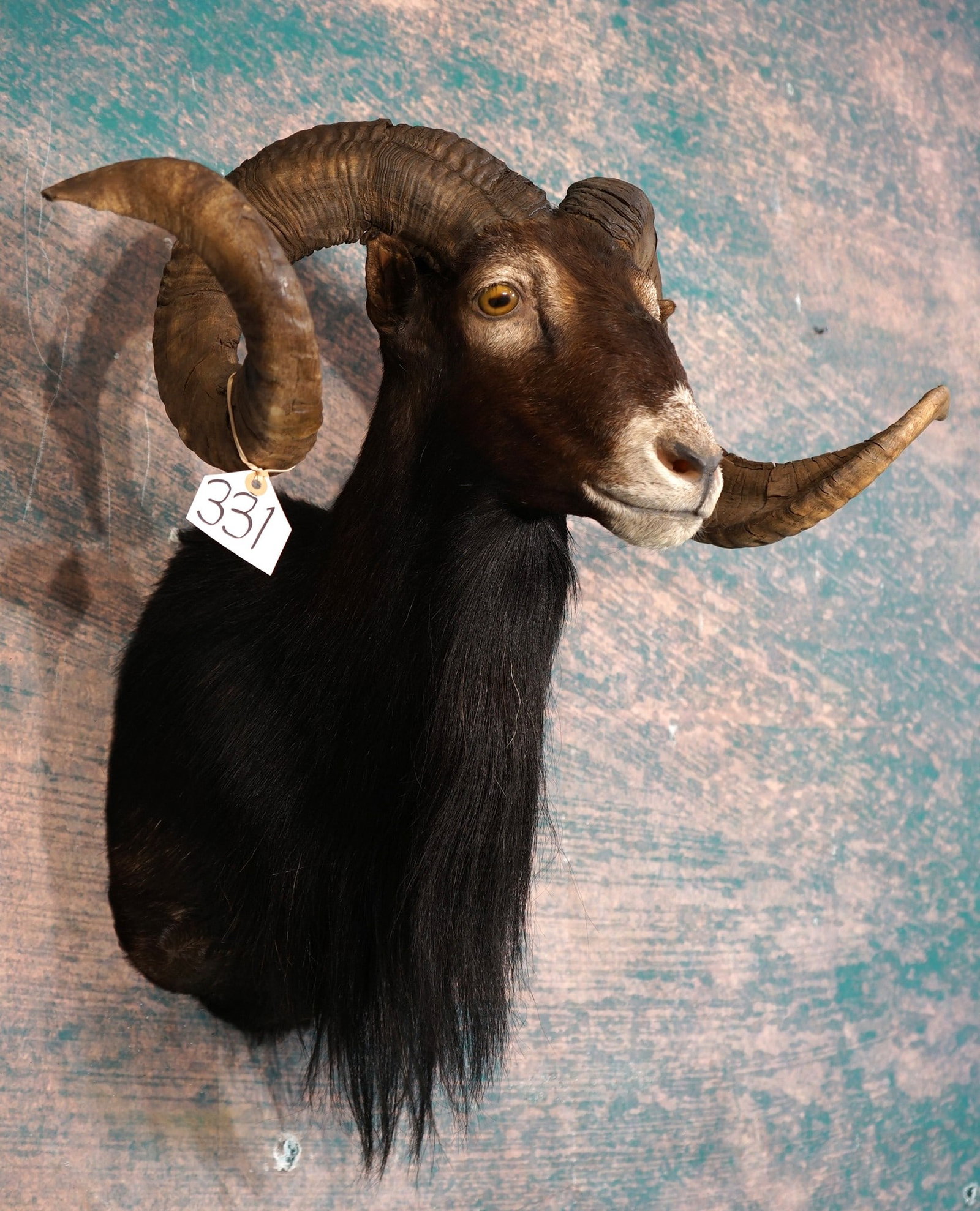 Beautiful Record Class Black Hawaiian Sheep Shoulder Taxidermy Ram Mount: This mount is clean and it is in mint-like condition. The taxidermy quality is outstanding, and this lifelike Ram grades a perfect 10.