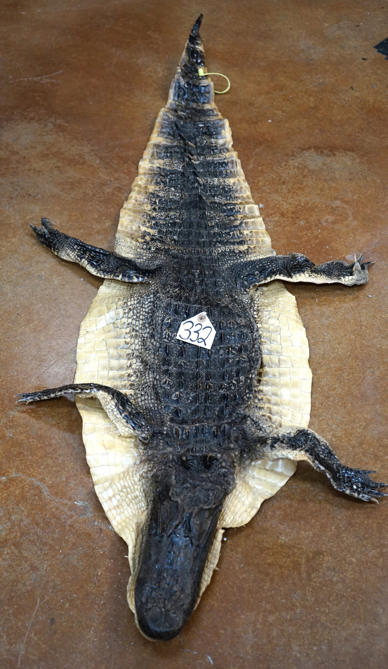 Tanned Alligator Rug with Head Mounted Taxidermy Mount: This Alligator Rug is clean and in very good condition. The Rug measures 5ft.4" long from the tip of the nose to the tip of the tail. Its not a big one, but it will easily go on the wall, or fit in a