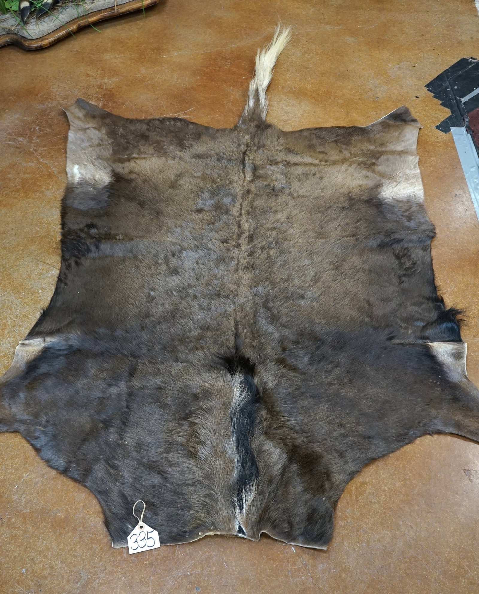 Very Nice African Black Wildebeest Soft Tanned Full Backskin Taxidermy: This Black Wildebeest Rug is 4 feet and 7" long from the front neck portion, to the base of the tail. Add 2 feet more going to the tip of the tail. This is a beautiful skin.