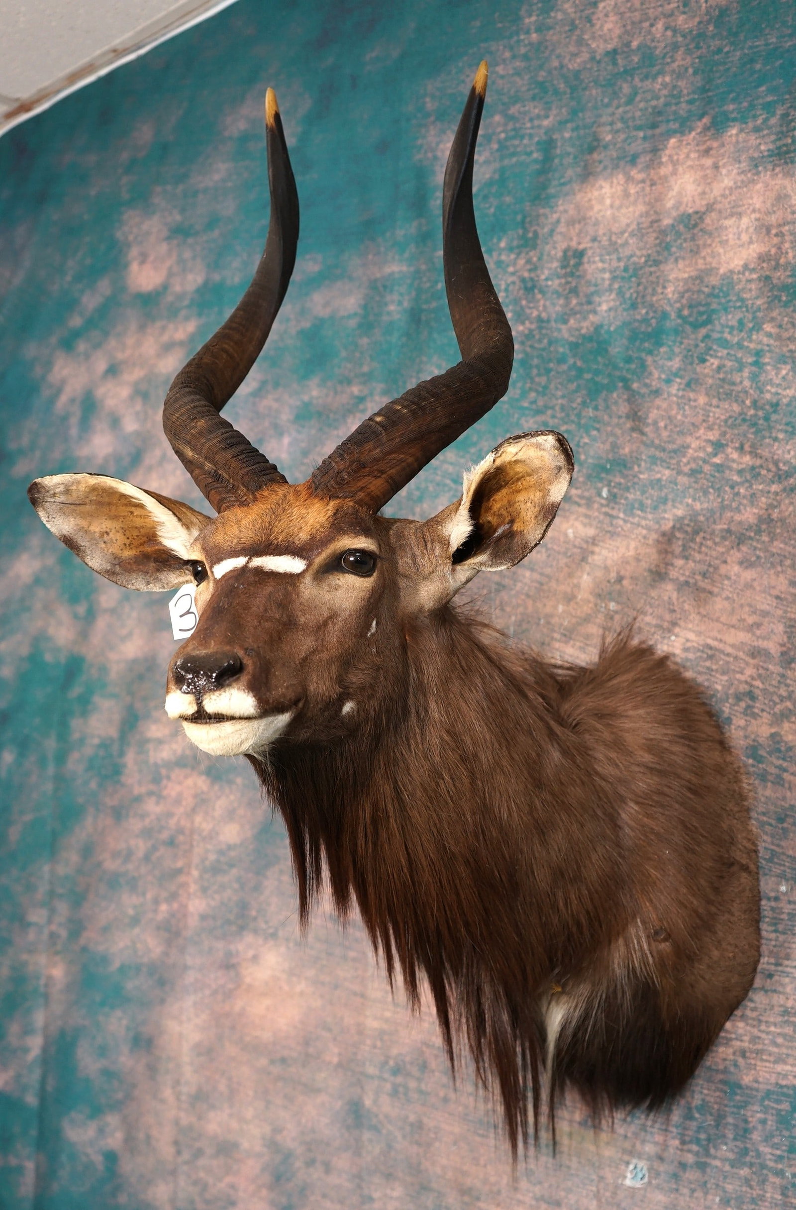 African Southern Nyala Shoulder Taxidermy Mount: This mount is clean and it is in excellent condition. This is a mature Bull. The mount has good detail, with good lifelike expression. The taxidermy quality is excellent and this beautiful Nyala grade