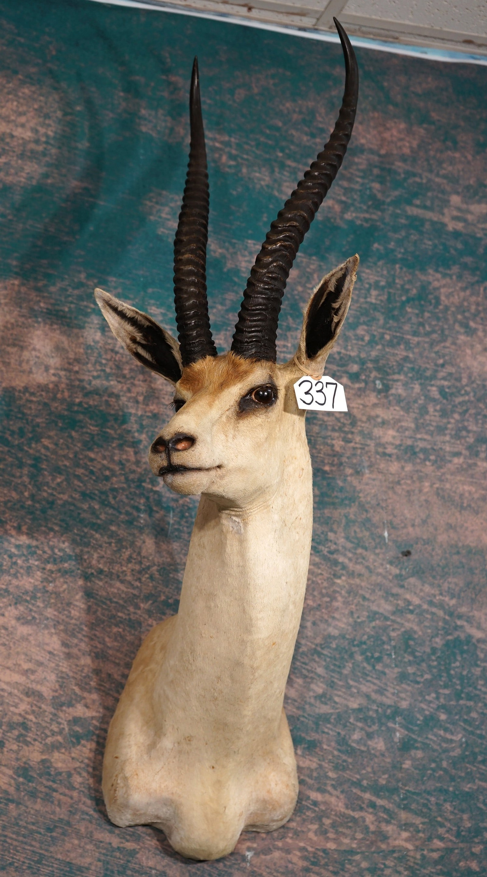 East African Peter's Gazelle Shoulder Taxidermy Mount: This mount is clean and in excellent condition. This mount is an older one, but it is still structurally sound, and the tanning and hair condition is still strong, and in good shape. The quality of th