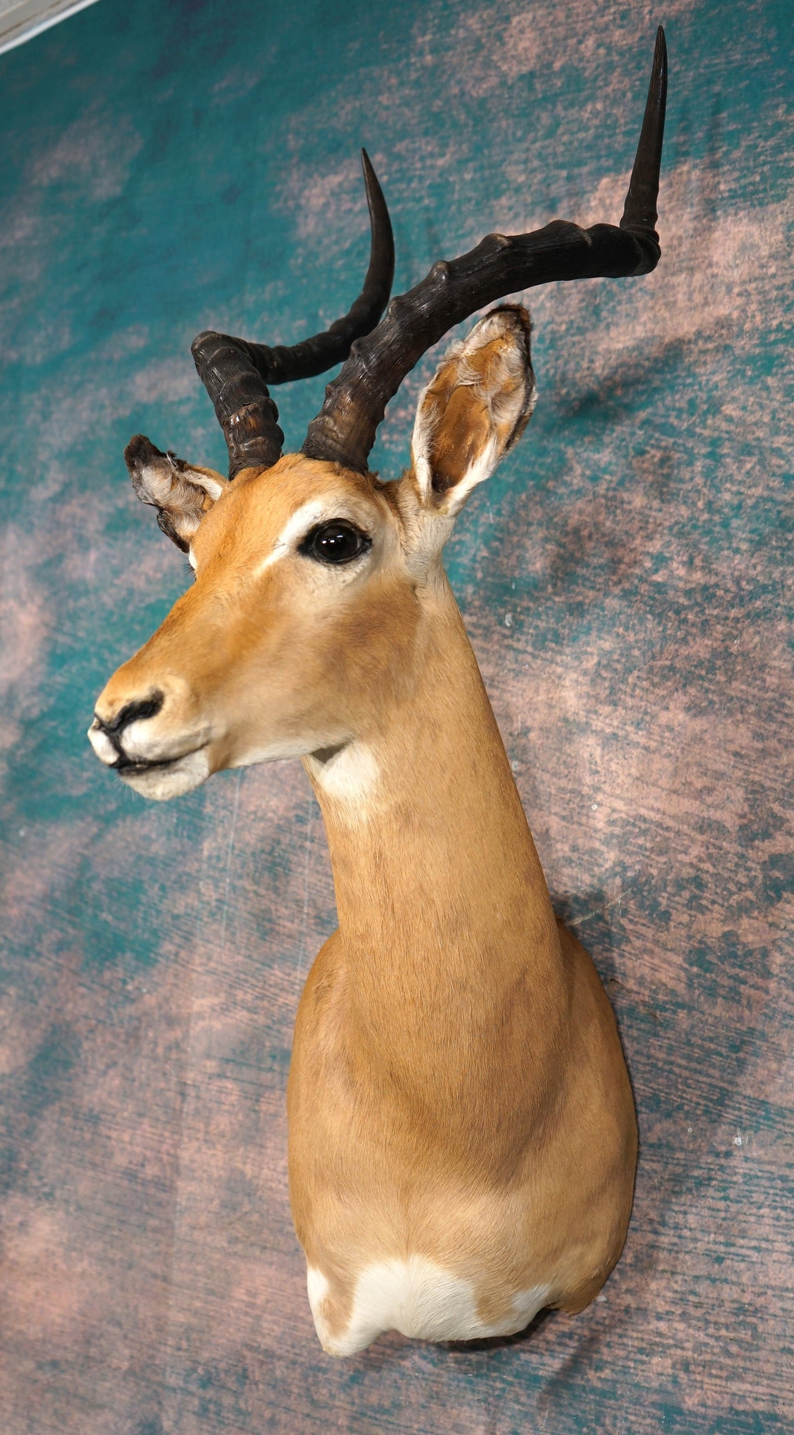 African Impala Ram Shoulder Taxidermy Mount: This mount is clean and in very good condition. The mount has a good lifelike, and natural appearance. The taxidermy quality is very good, and this mount grades a nice 7.75.