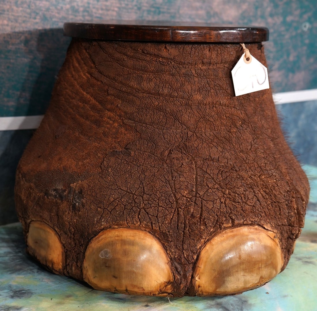 Large African Elephant Footstool Taxidermy **U.S. Residents Only!**: This is a front foot from a large Bull. The mount is in excellent condition. The top of the footstool has a lid that folds back, showing storage bend. This footstool also makes a great show piece as