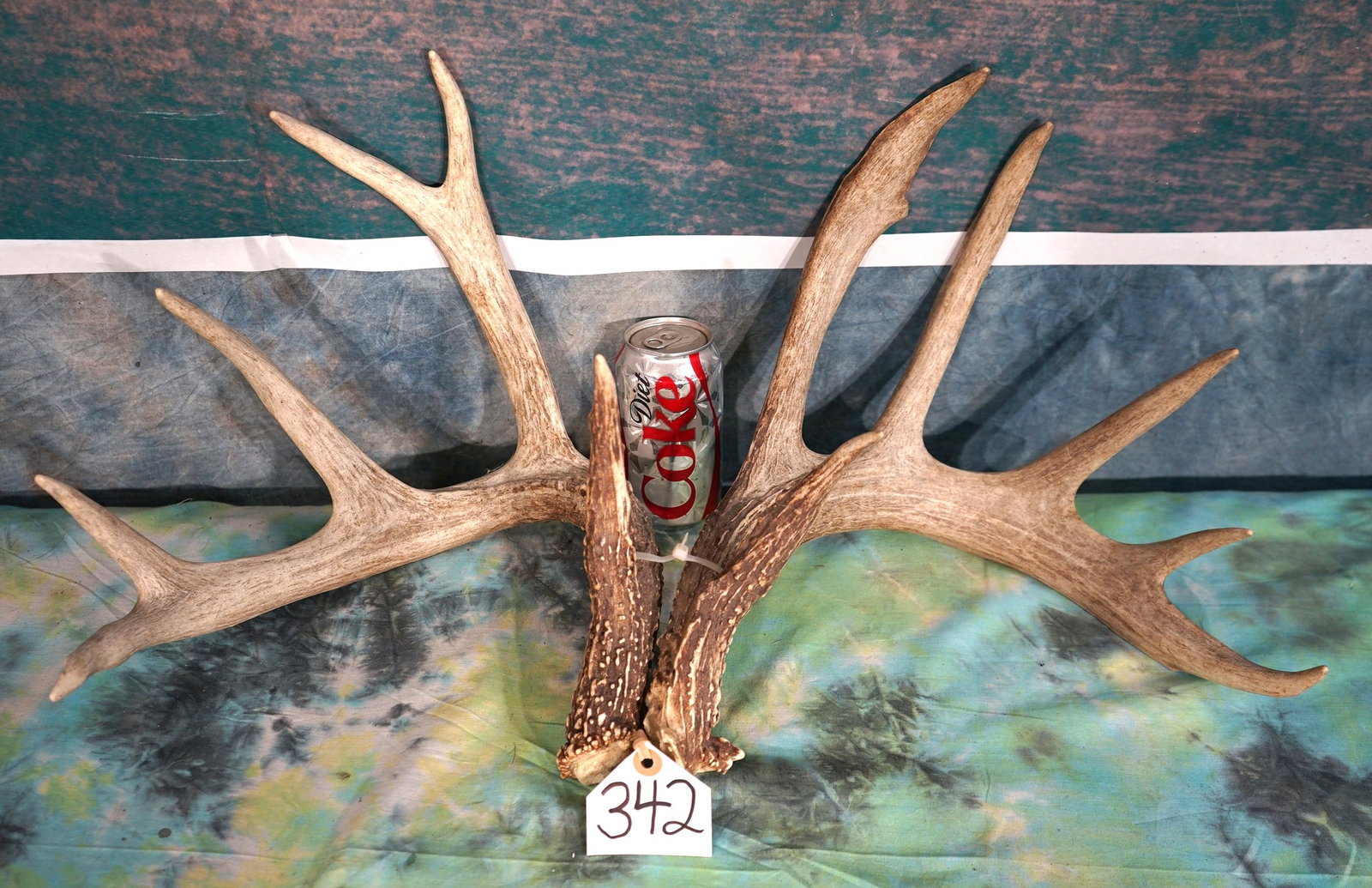 Very Nice Match Set of 6 x 6 Whitetail Sheds Taxidermy: These Sheds are a matching pair. They are in excellent condition with good natural color. Their are no weather cracks, or rat chews. This is a very good natural set.