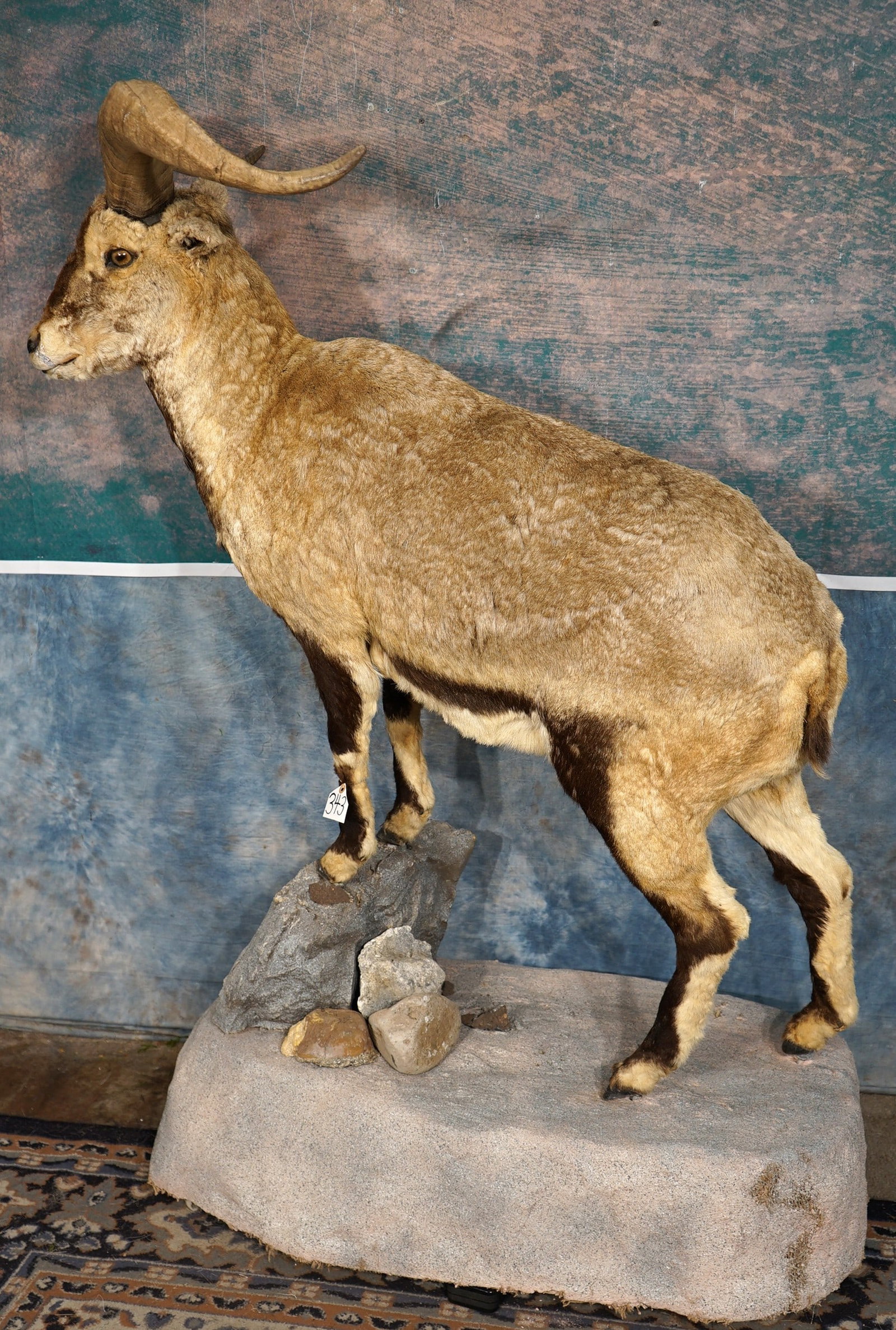 Full Body Chinese Blue Sheep Taxidermy Mount: This is an older mount that has just been cleaned and restored. This is a mature Ram from China. As far as we know, China is still closed to hunting. The taxidermy quality is a little above average, a