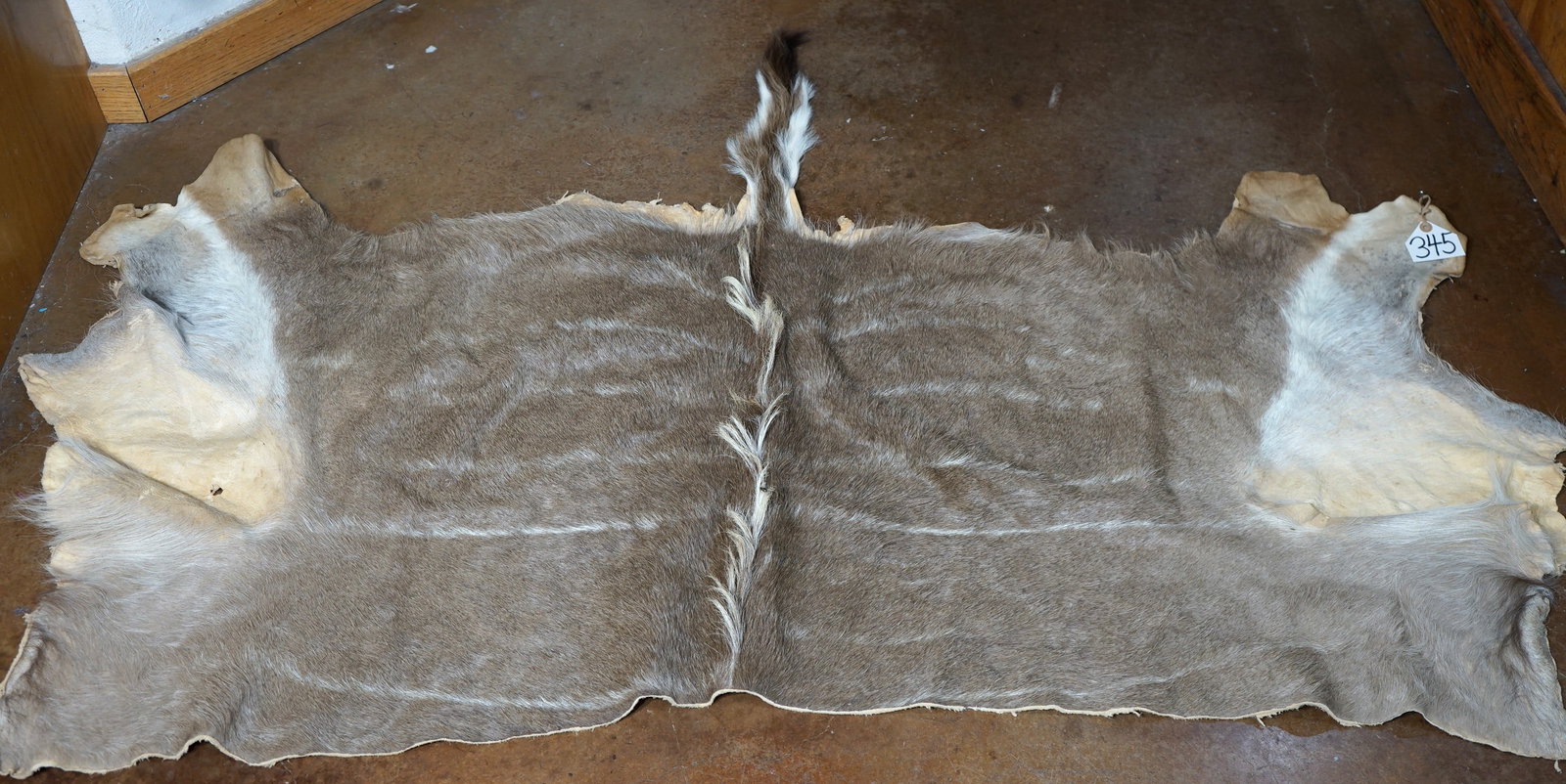 Soft Tanned Half Greater Kudu Backskin Taxidermy: This skin is soft and still looks very nice. This one can be used for several things.
