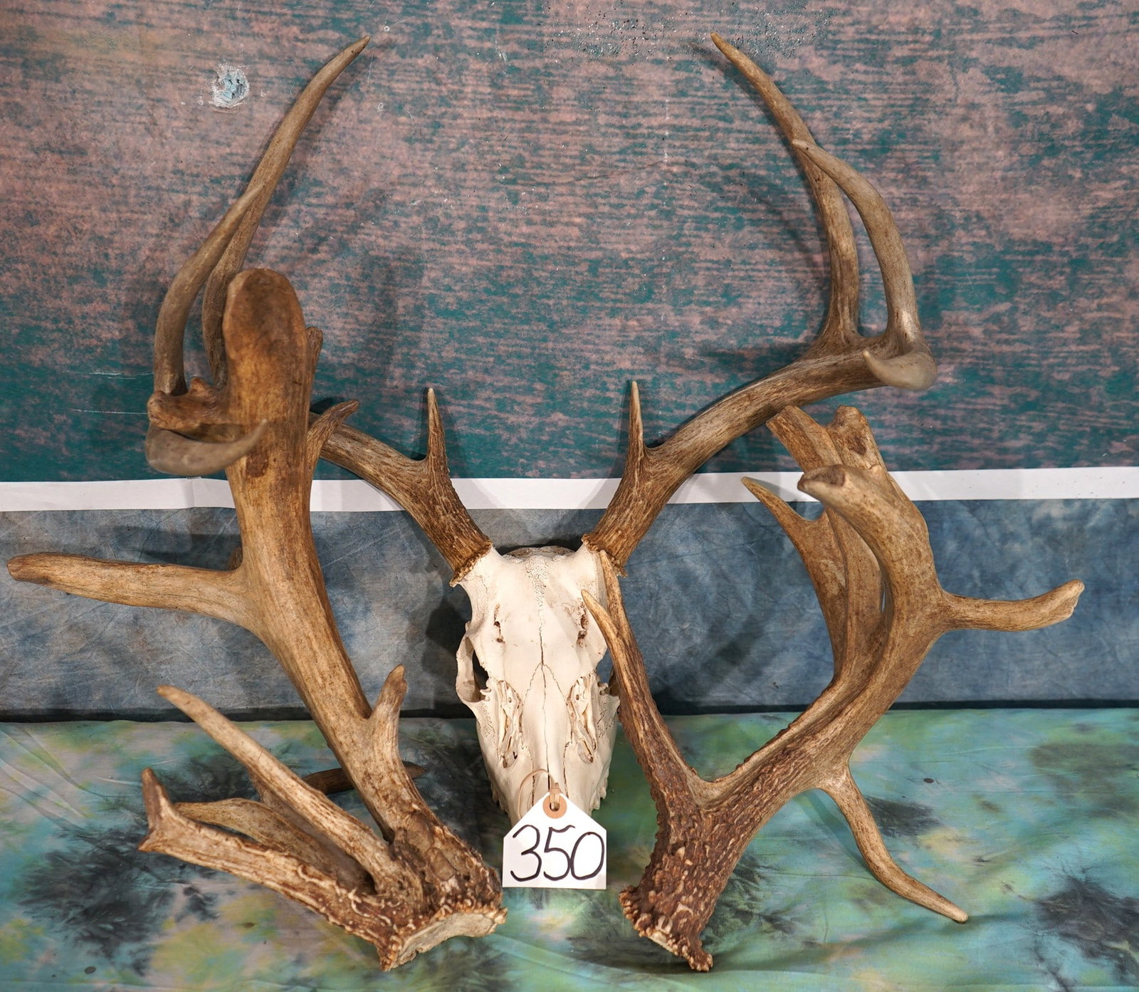 8pt. Whitetail Deer Skull & Large Pair of Non-Typical Whitetail Deer Sheds with Droptine Taxidermy (1 of 3)