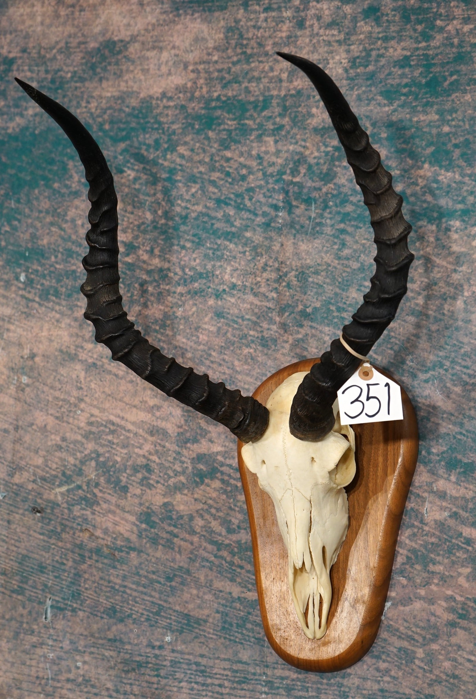 African Impala Ram Skull on Panel Taxidermy (1 of 2)