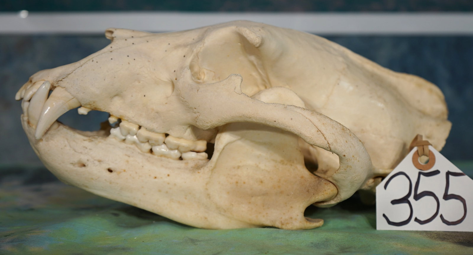 Large Complete Black Bear Skull Taxidermy: This skull is from a large Black Bear Boar. Their is no damage and all teeth are present, and in good shape. This is an excellent skull.