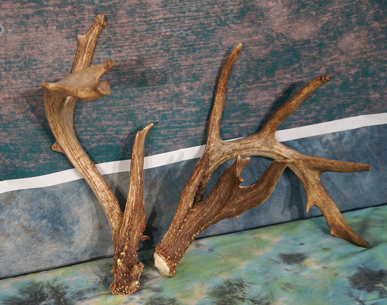 Pair of Large Whitetail Deer Sheds Taxidermy: This is a matching pair of a good size Whitetail Deer Sheds. Their are no rat chews, cracks, or chips on these sheds.