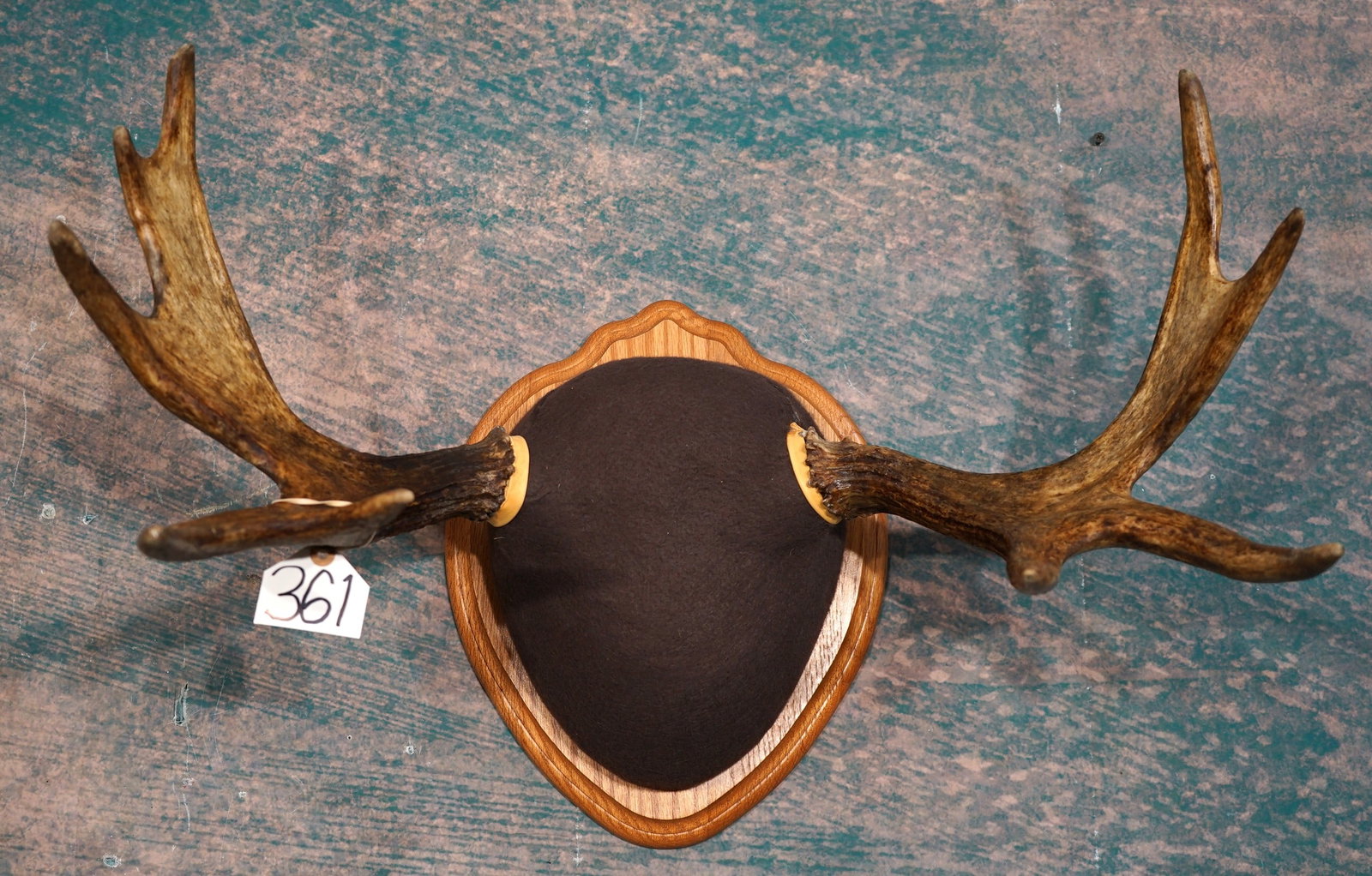Shiras Moose Antlers on Panel Taxidermy: This is an average size set of antlers from a Shiras Moose. The panel is attractive, and these antlers make a fine decor.