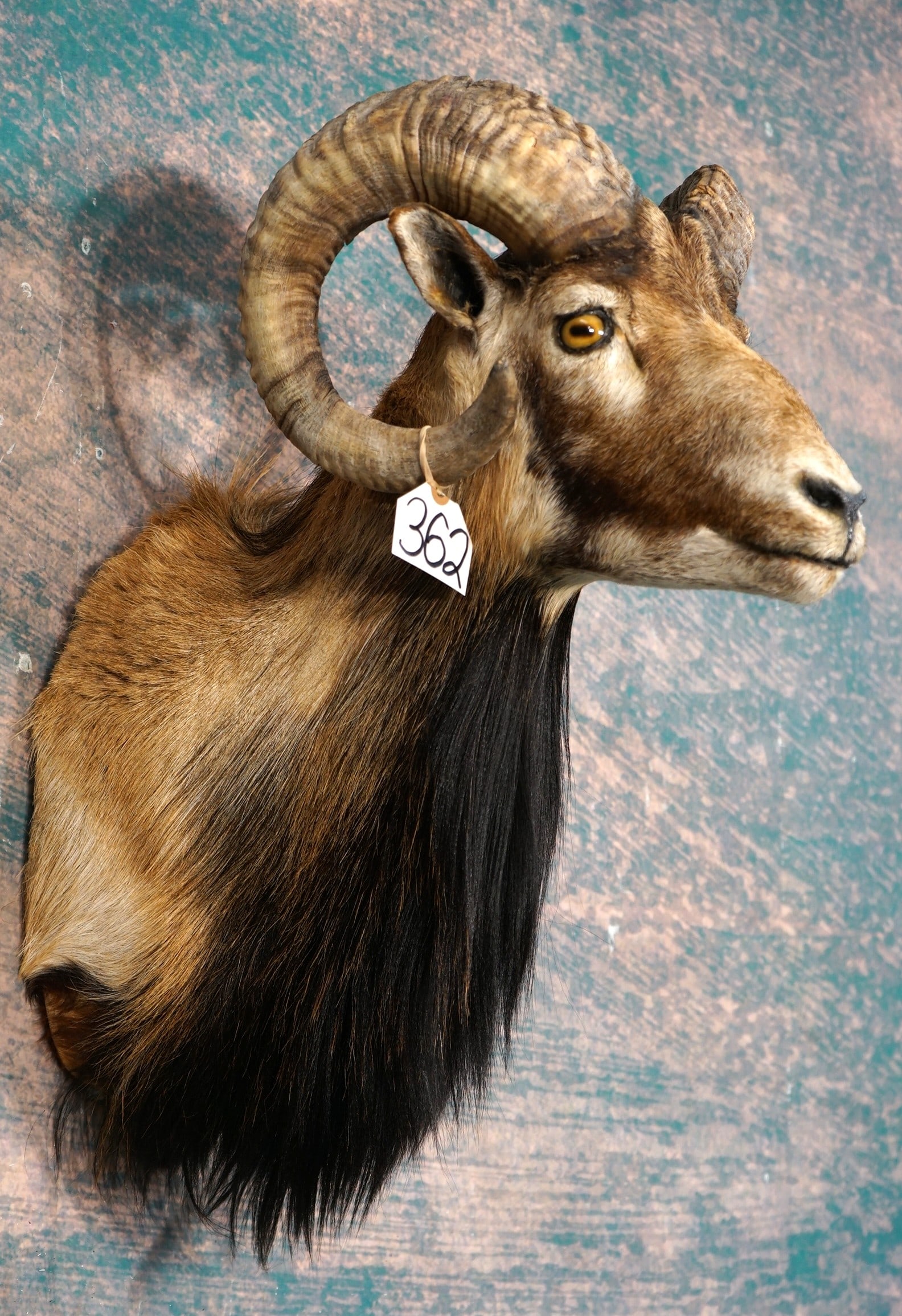 Corsican Sheep Shoulder Taxidermy Ram Mount (1 of 3)