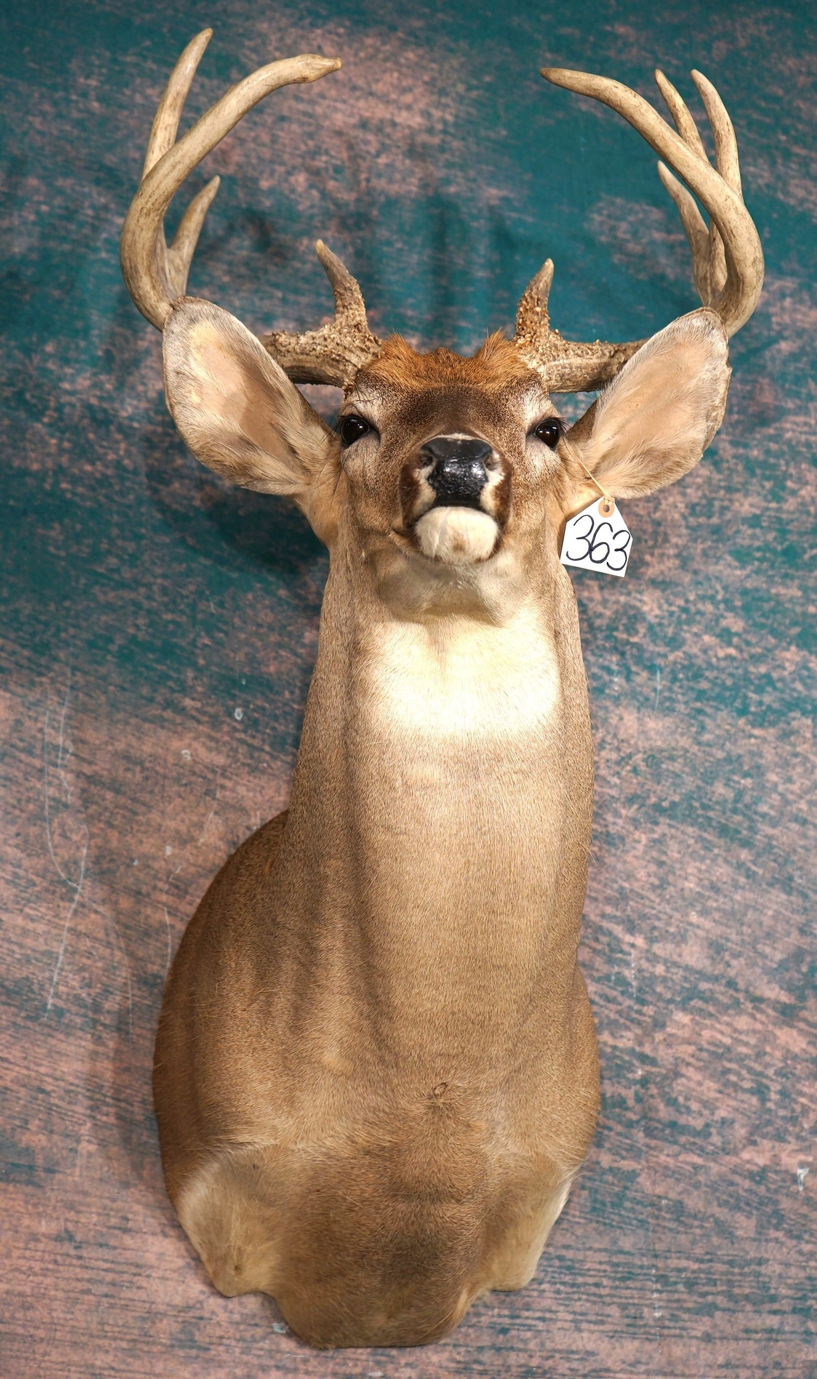 Big 12pt. Whitetail Deer Shoulder Taxidermy Mount: This mount is clean and in mint-like condition. The Buck has a lifelike expression, and the taxidermy quality is outstanding. This mount is a solid grade 10.