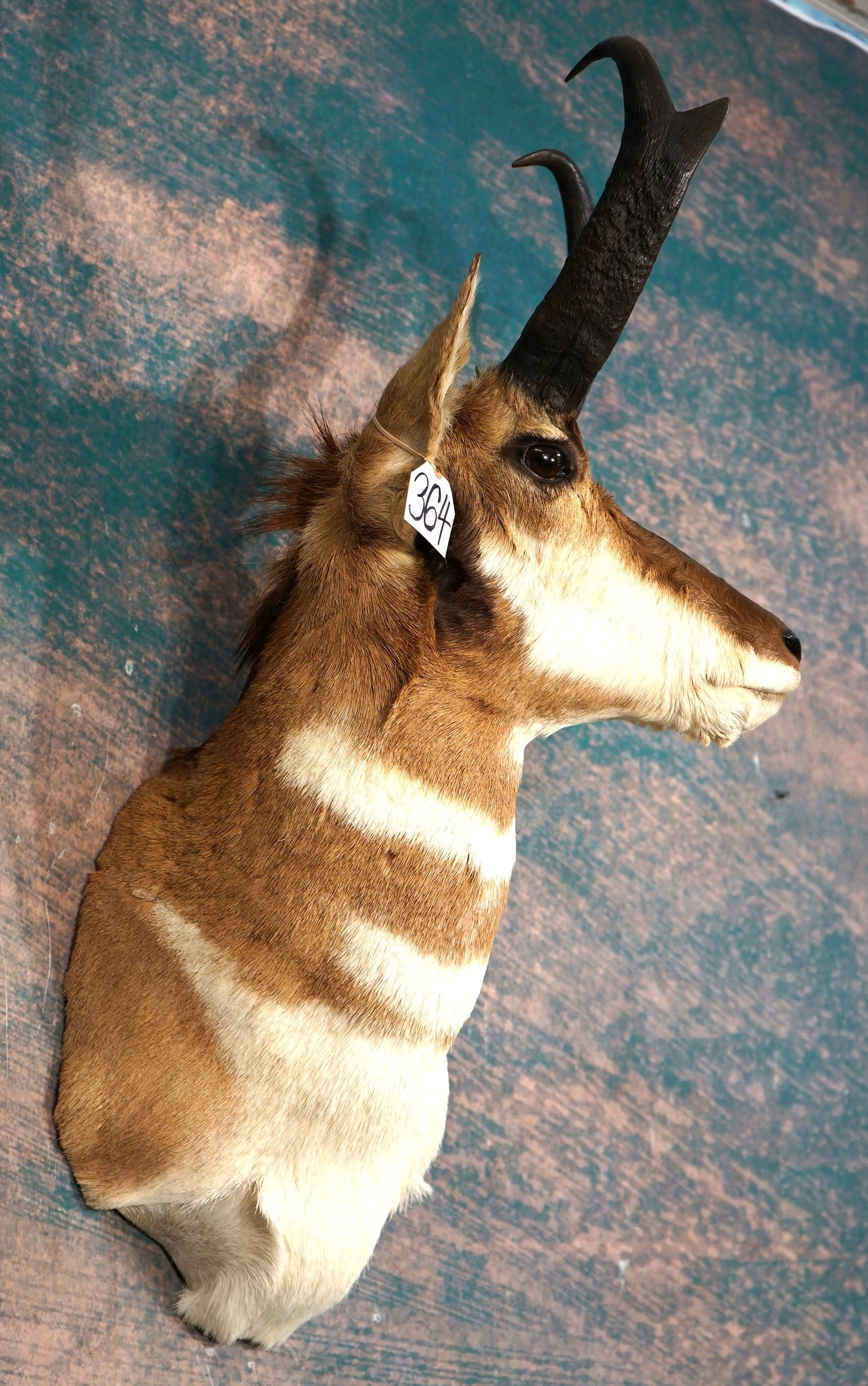 Pronghorn Antelope Shoulder Taxidermy: This mount is clean and in mint-like condition. The Pronghorn is a mature Buck with a very lifelike appearance. The quality of taxidermy is excellent, and this mount grades a high 9.5
