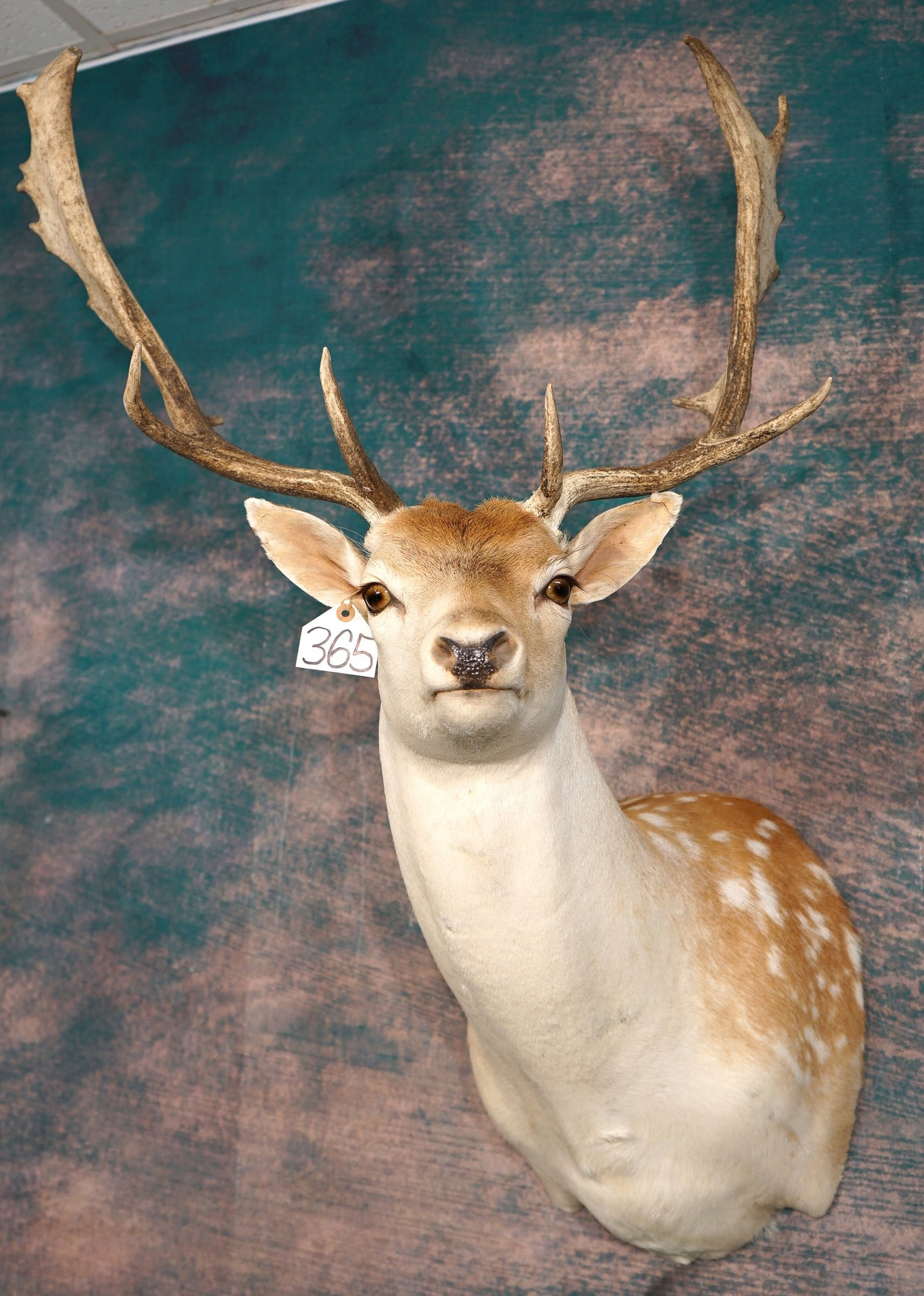 Pretty Spotted Fallow Deer Shoulder Taxidermy Mount: This mount is clean and in excellent condition. One ear tip has a minor repair. The quality of the taxidermy is excellent, and this mount grades a 9.25.