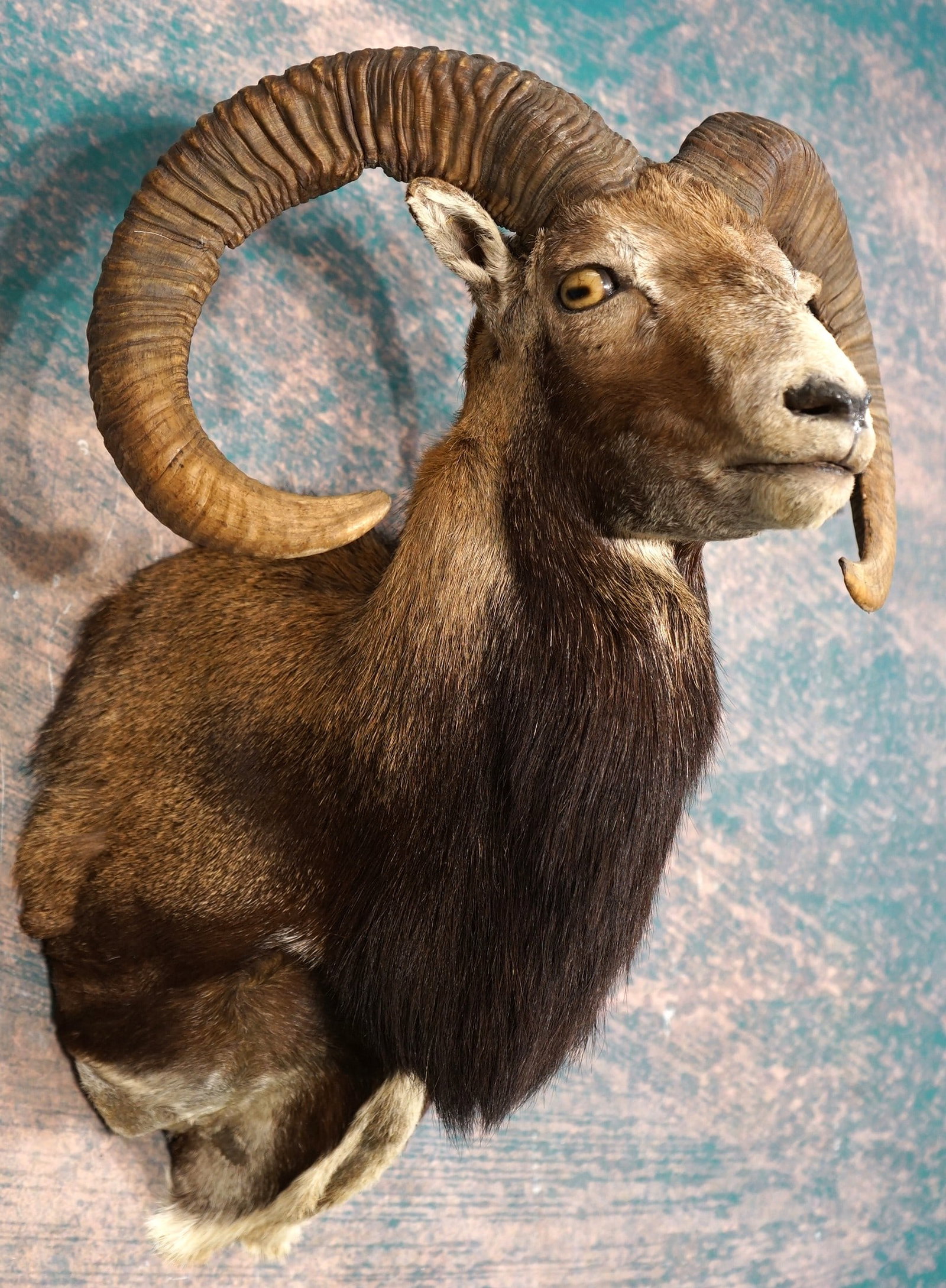 European Mouflon Sheep Shoulder Taxidermy Mount: This mount is clean and it is in mint-like condition. This is a mature Ram with a solid lifelike appearance. The taxidermy quality is outstanding grading a 10.
