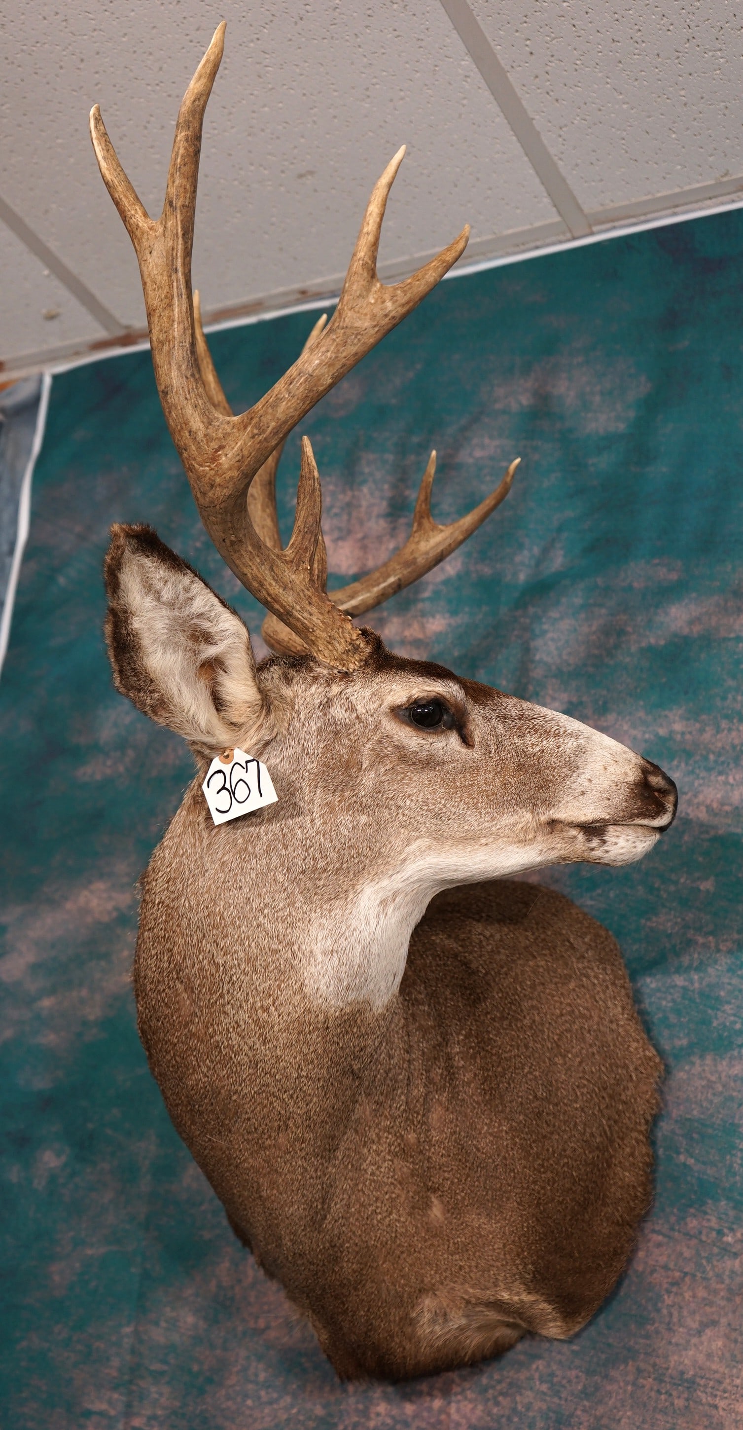 Mule Deer Shoulder Taxidermy Mount: This is a clean mount that is in excellent condition. The Muley was on a large pedestal at one time. The Buck has good natural expression, with excellent quality taxidermy that grades a high 9.35.