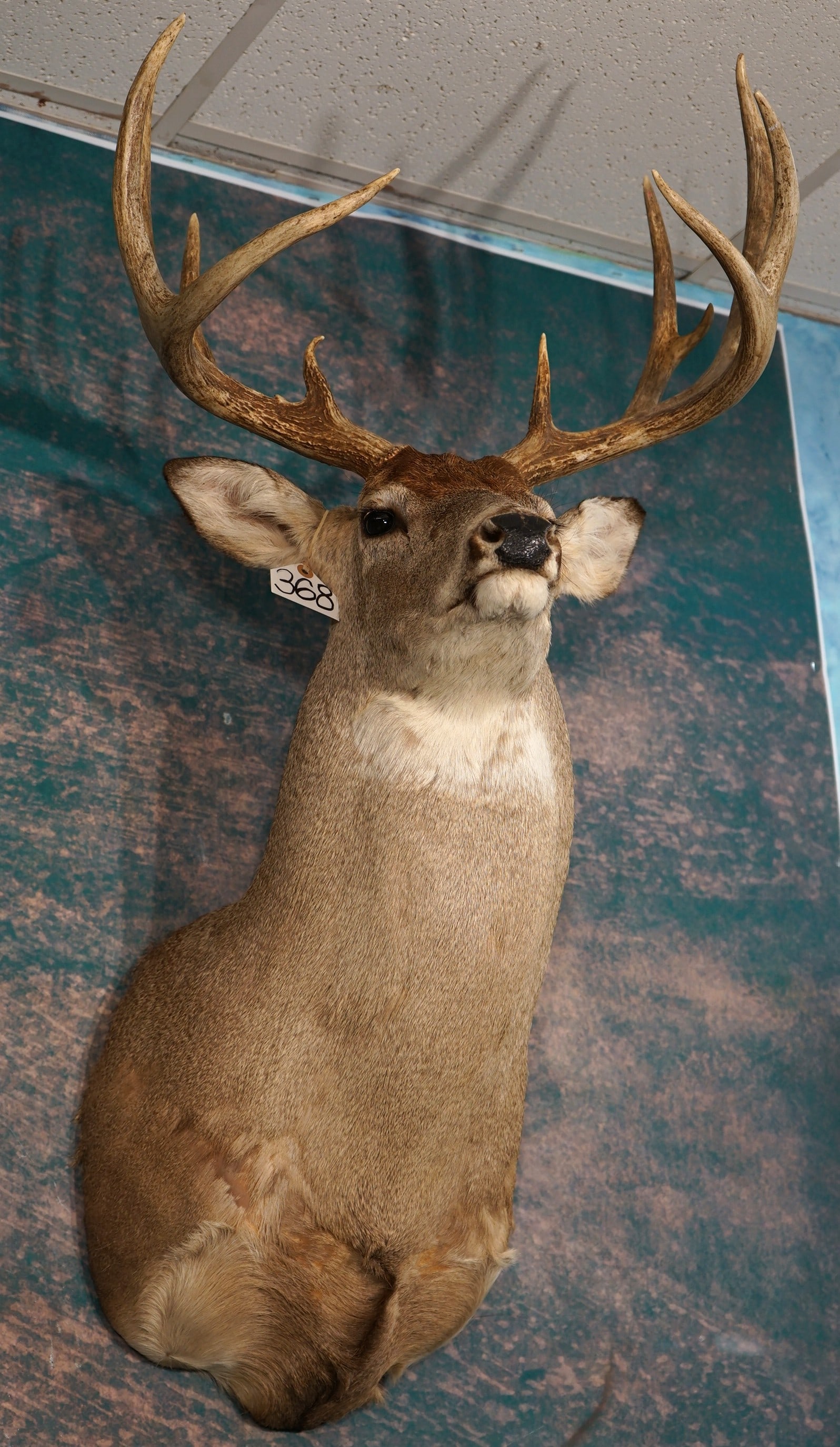 Big 12pt. Missouri Whitetail Deer Shoulder Taxidermy Mount: This mount is clean and it is in excellent condition. Their is a few battle scars on the brisket area. One looks like a drag mark, but nothing major. The buck is a true wild trophy that has a majestic