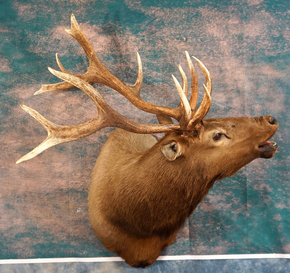 8 x 6 Bugling Elk Shoulder Taxidermy Mount (1 of 4)