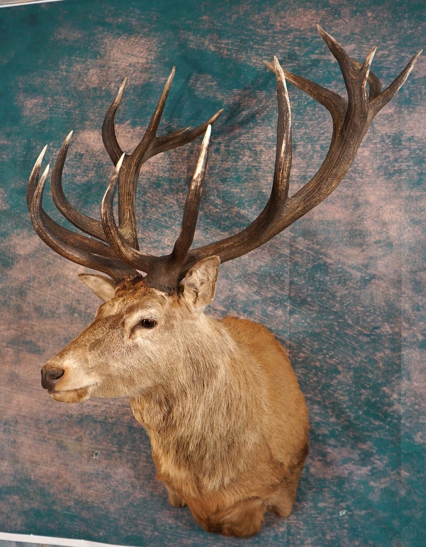 Beautiful 8 x 8 Red Stag Shoulder Trophy Taxidermy Mount: This mount is clean and in excellent condition. The Stag has a good lifelike appearance. The mount has very good detail, and the quality of the taxidermy grades a very high 9.75.