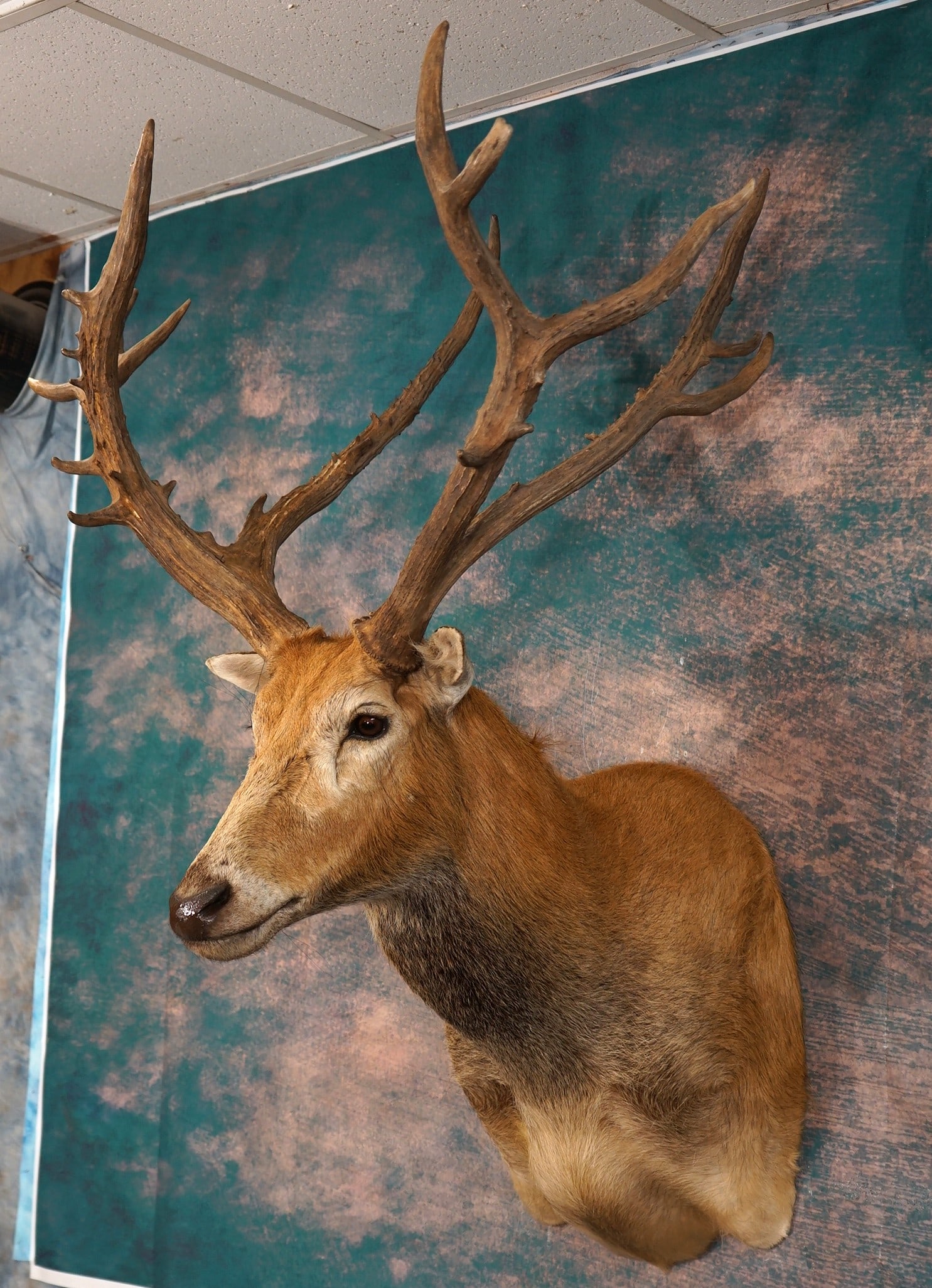 Pere David Deer Shoulder Taxidermy Mount: This is a very regal mount that is clean and in mint-like condition. The taxidermy is lifelike and well detailed. The quality of this Pere David grades a high 9.75.
