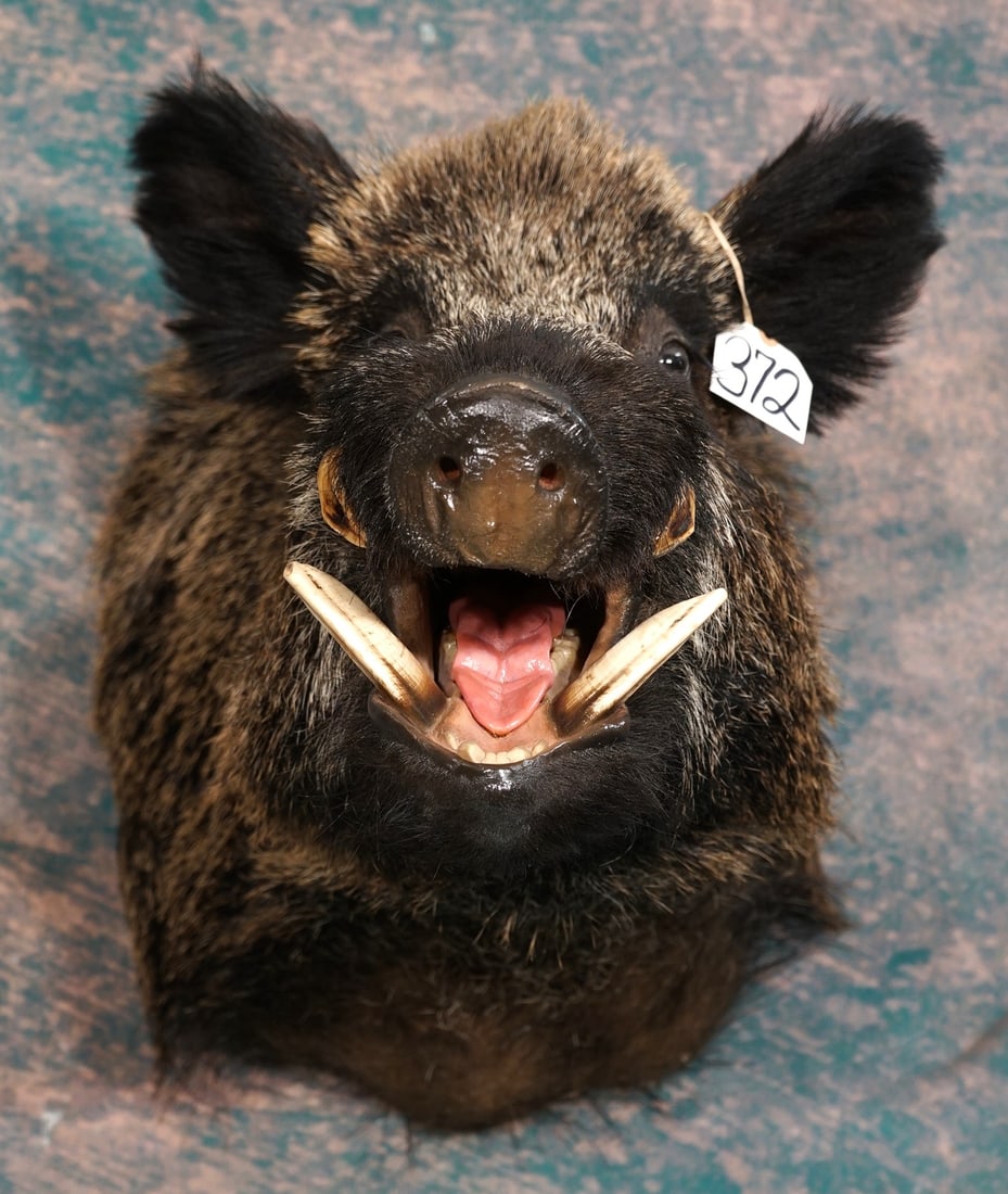 Pure Blood Russian Boar Shoulder Quality Taxidermy Mount: This impressive mount is clean and in mint condition. The mount has an aggressive expression, with good lifelike appearance. The taxidermy quality is outstanding, and this mount is a solid 10.