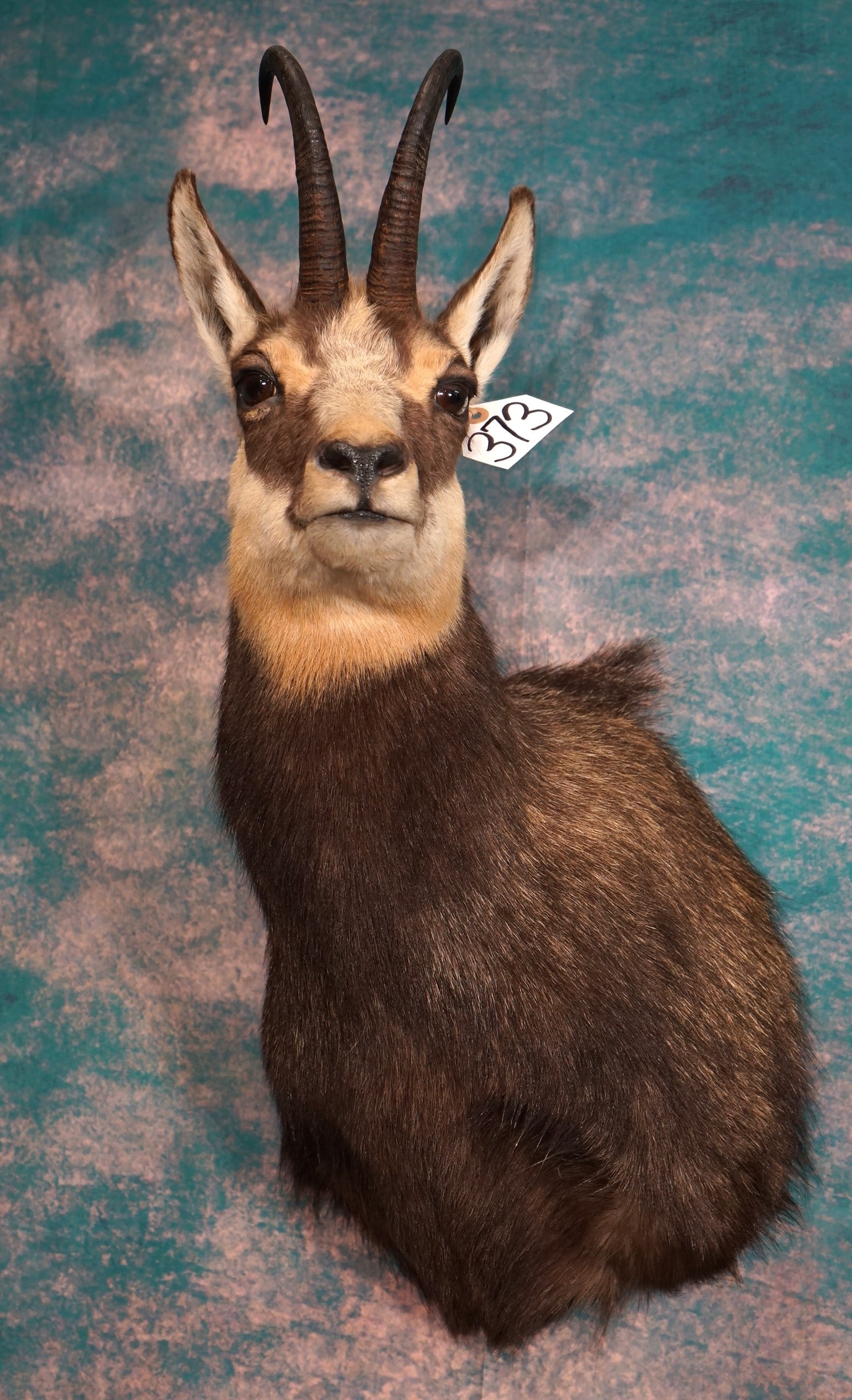 Beautiful Pyrenean Chamois Shoulder Taxidermy Mount: This pretty Chamois is clean, and it is in mint condition. This Chamois was harvested in the Pyrenees Mountain, of Spain. The taxidermy quality is outstanding, and this Chamois grades a solid 10.
