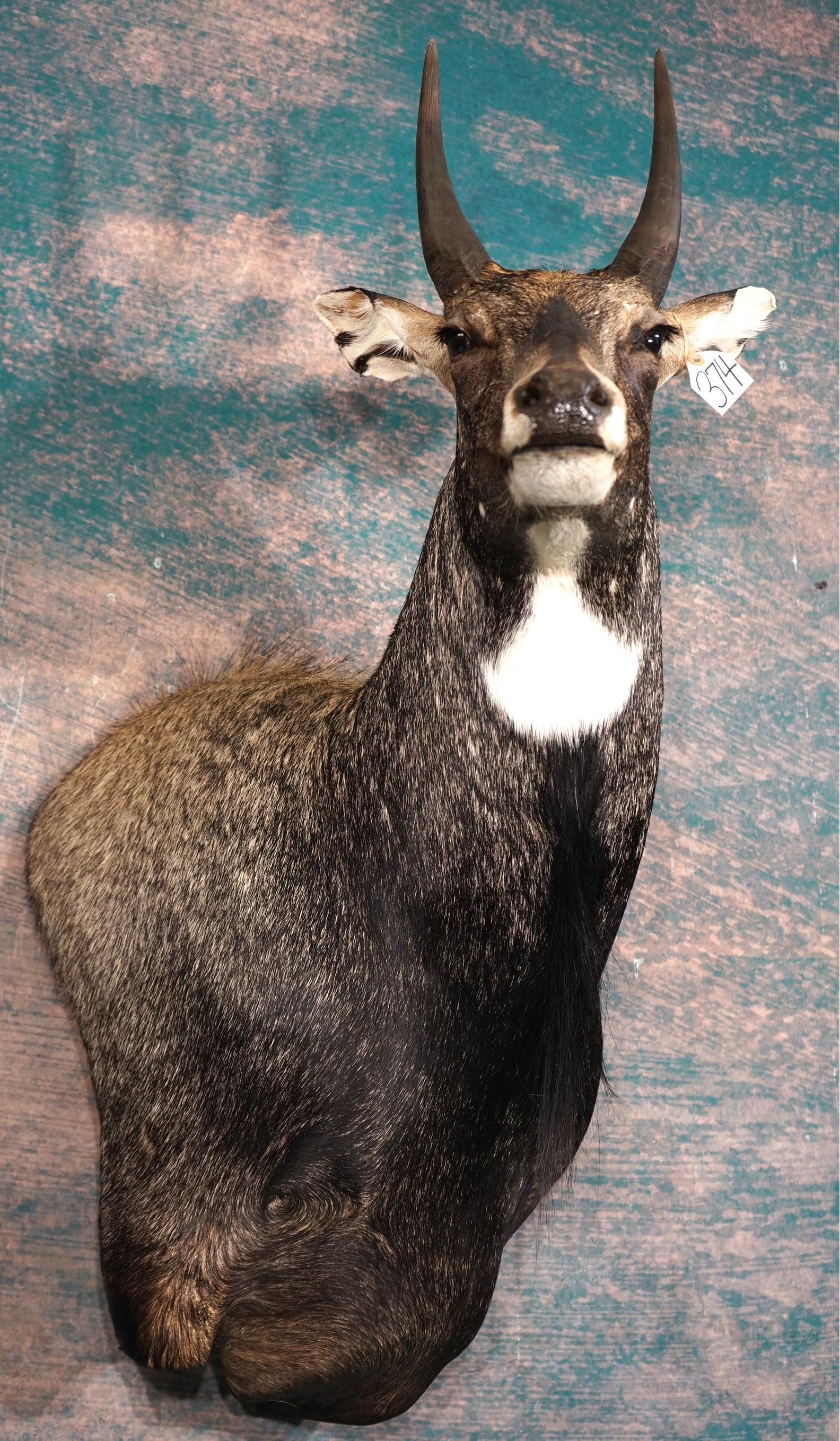 Nilgai "Blue Bull" Antelope Shoulder Taxidermy Mount (1 of 3)