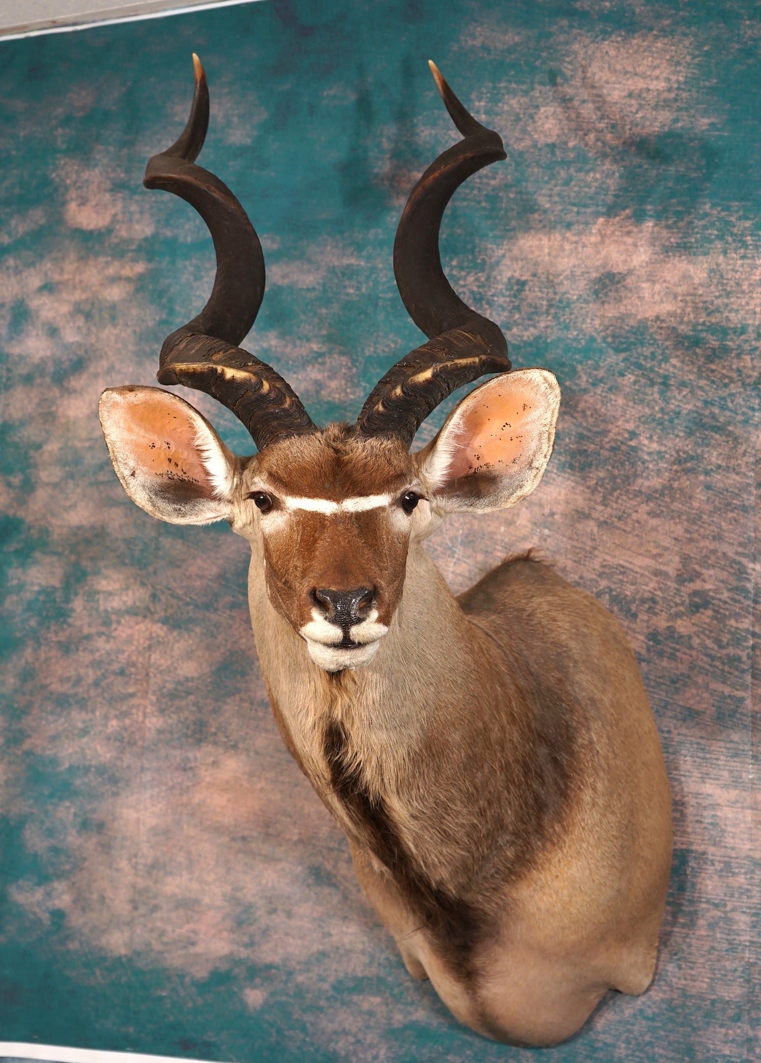 South African Cape Kudu Shoulder Taxidermy Mount: This is clean and in mint-like condition. The mount shows good expression, along with a lifelike appearance. The taxidermy quality is outstanding, and this Kudu grades a 10.
