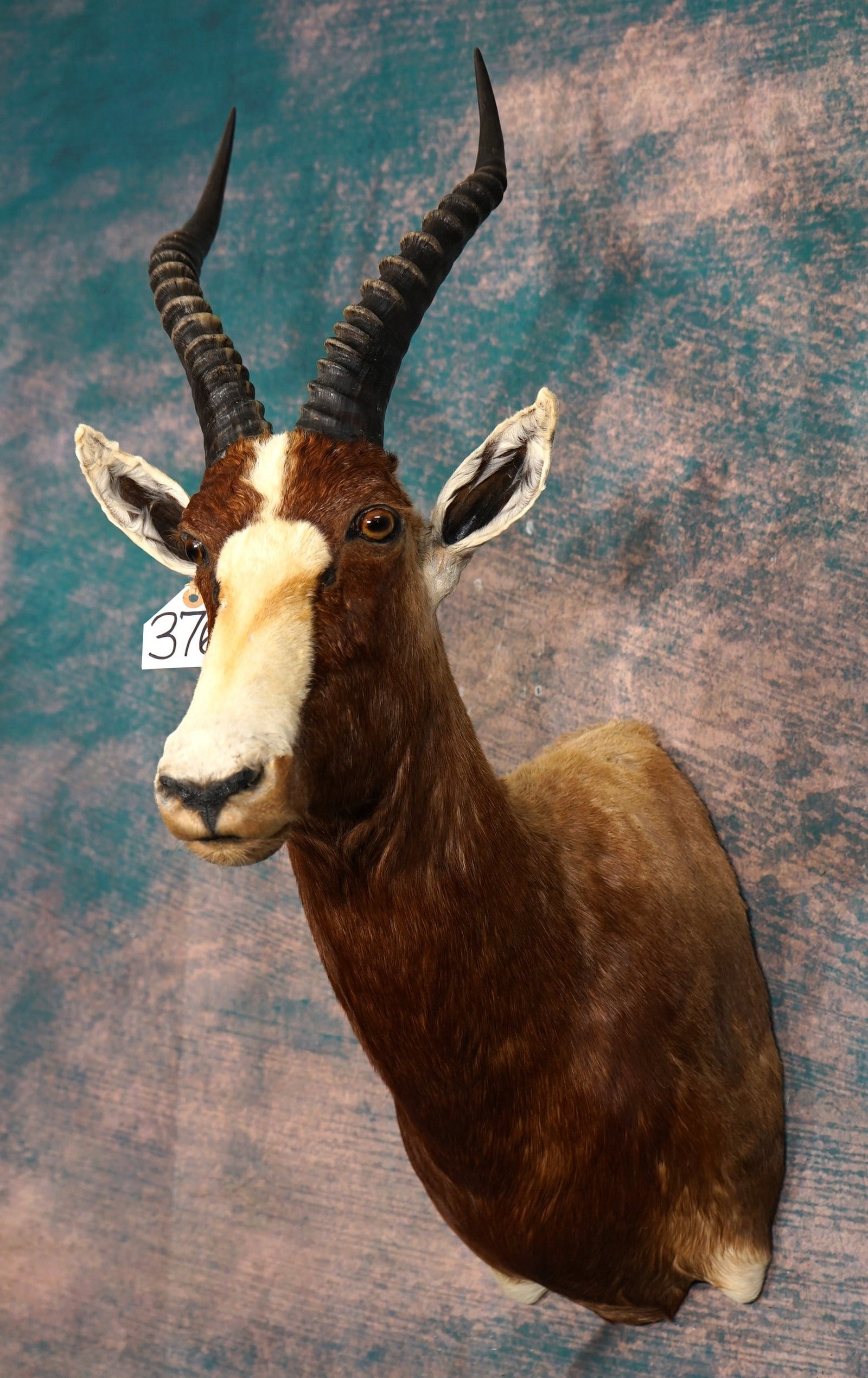 African Blesbuck Antelope Shoulder Taxidermy Mount: This mount is clean and in excellent condition. The mount has a beautiful cape and trophy size horns. The taxidermy is very good, and this mount grades an 8.5 on a 1 to 10 quality scale.