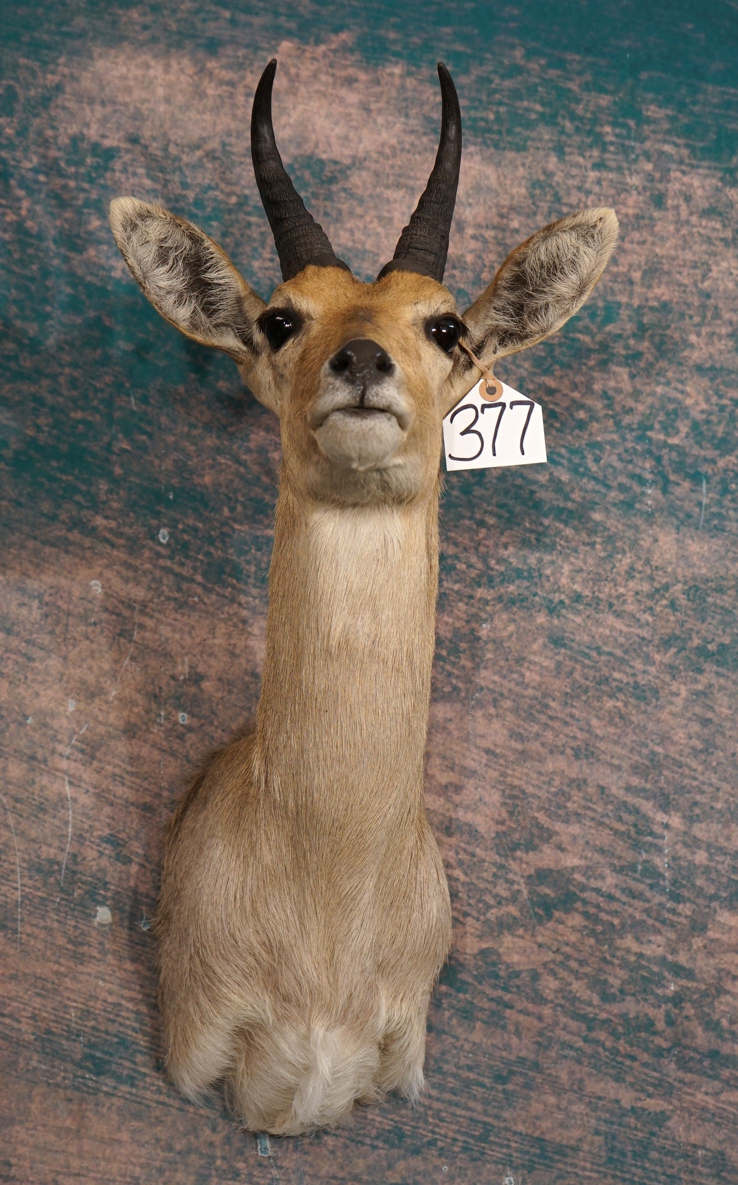 South African Mountain Reedbuck Shoulder Taxidermy Mount: This mount is clean and in mint-like condition. This animal and the next are all excellent, and if you wanting African quality mounts, then here they are. This mount is lifelike with good natural expr