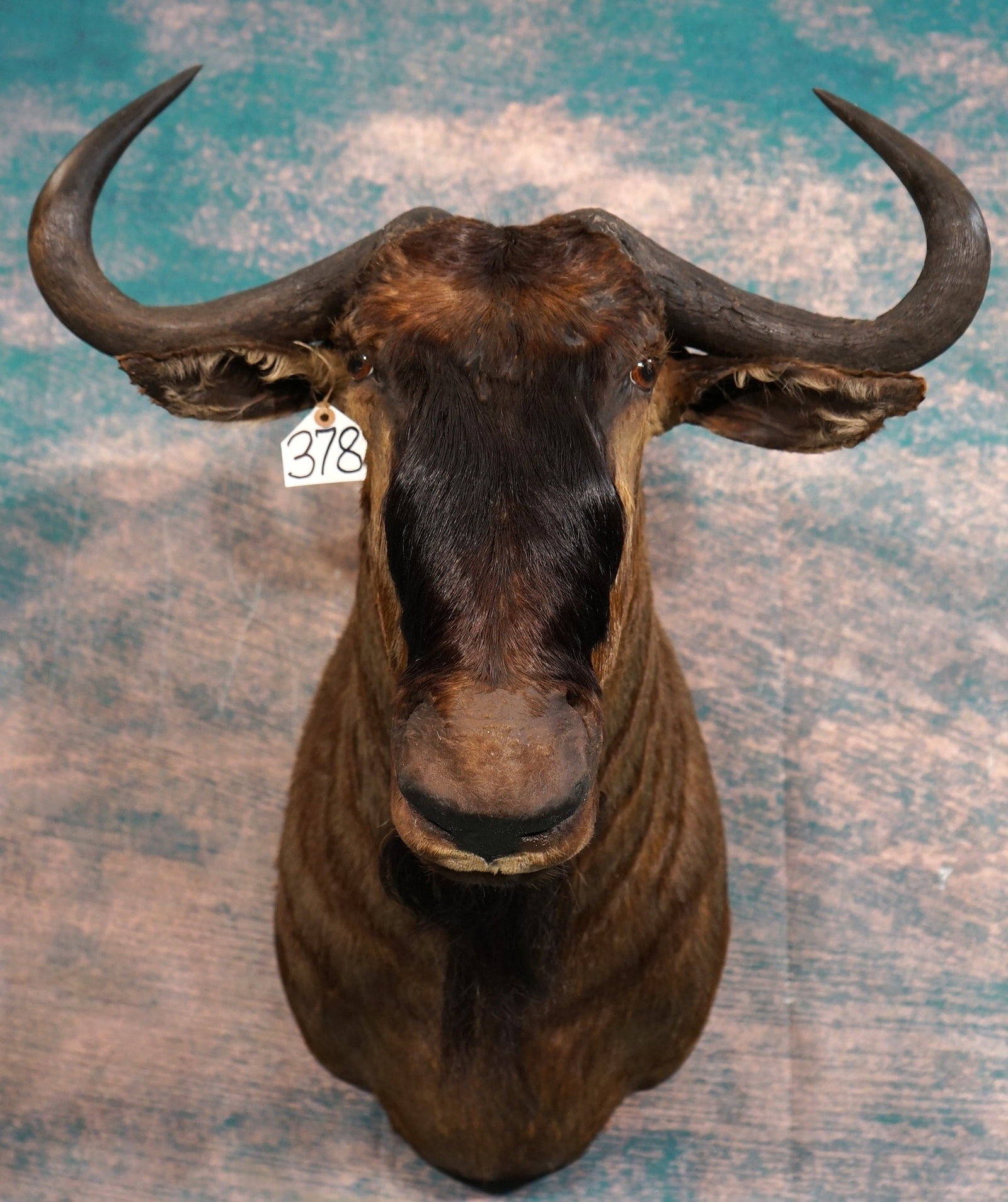 African Blue Wildebeest Shoulder Taxidermy Mount: This mount is clean and in excellent condition. This is a mature Bull with above average size horns. The mount has a solid lifelike look, with excellent taxidermy quality that grades a very high 9.85.