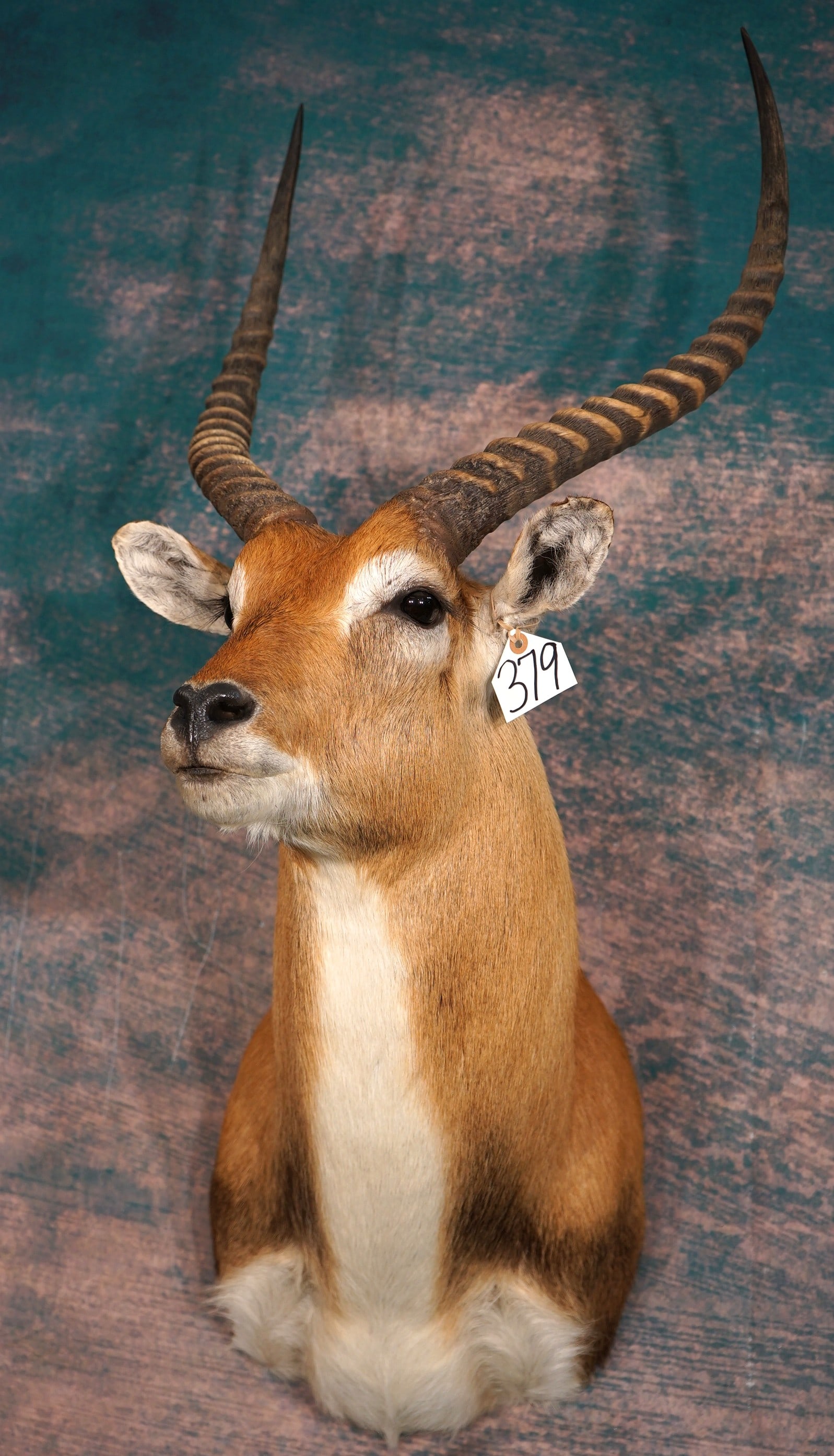 African Kafue Lechwe Swamp Antelope Shoulder Taxidermy Mount: This is a clean mount that is in mint condition. The mount has an alert lifelike appearance. This is a mature male with very nice detail. The taxidermy quality is excellent, and this mount grades a so