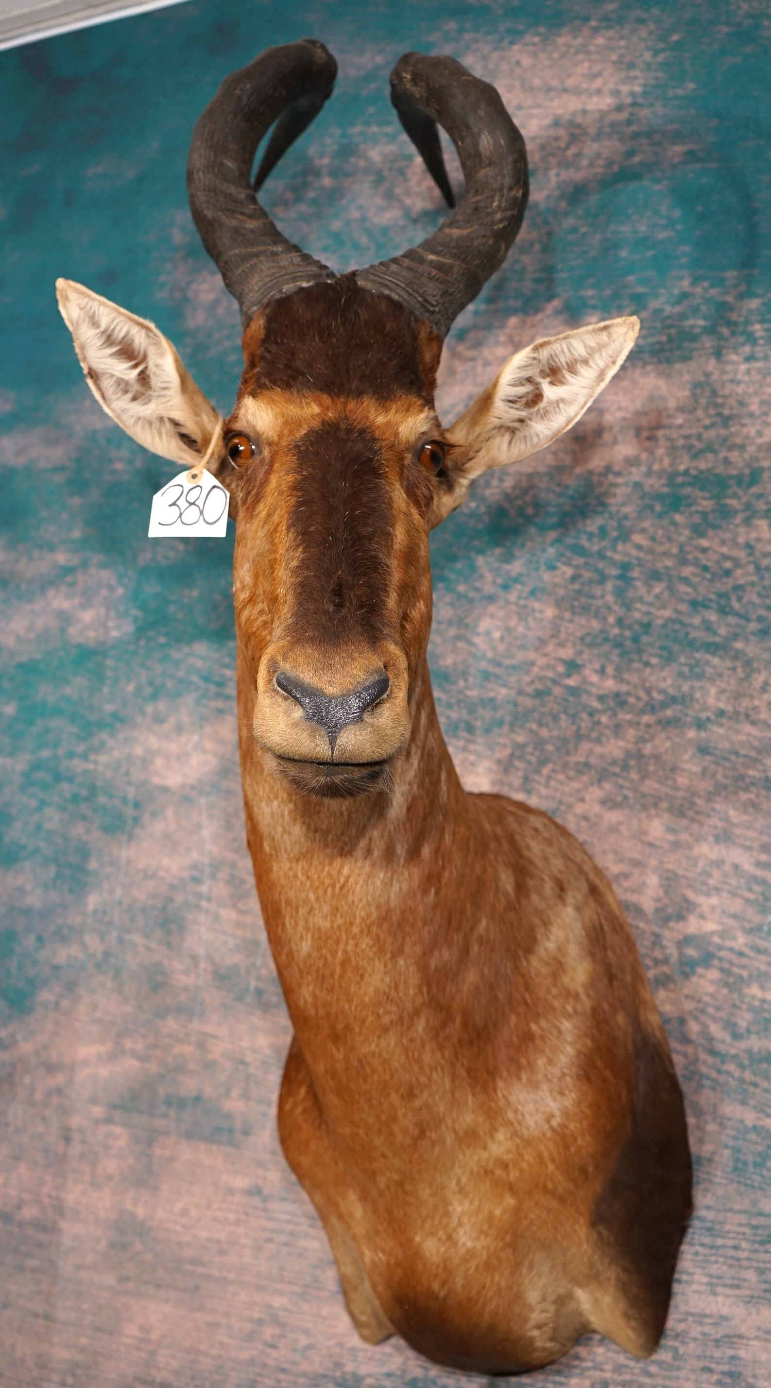 African Red Hartebeest Antelope Shoulder Quality Taxidermy Trophy Mount: This mount is clean, lifelike, and in mint-like condition. This is a high Record Book Bull. The taxidermy quality is outstanding grading a perfect 10.